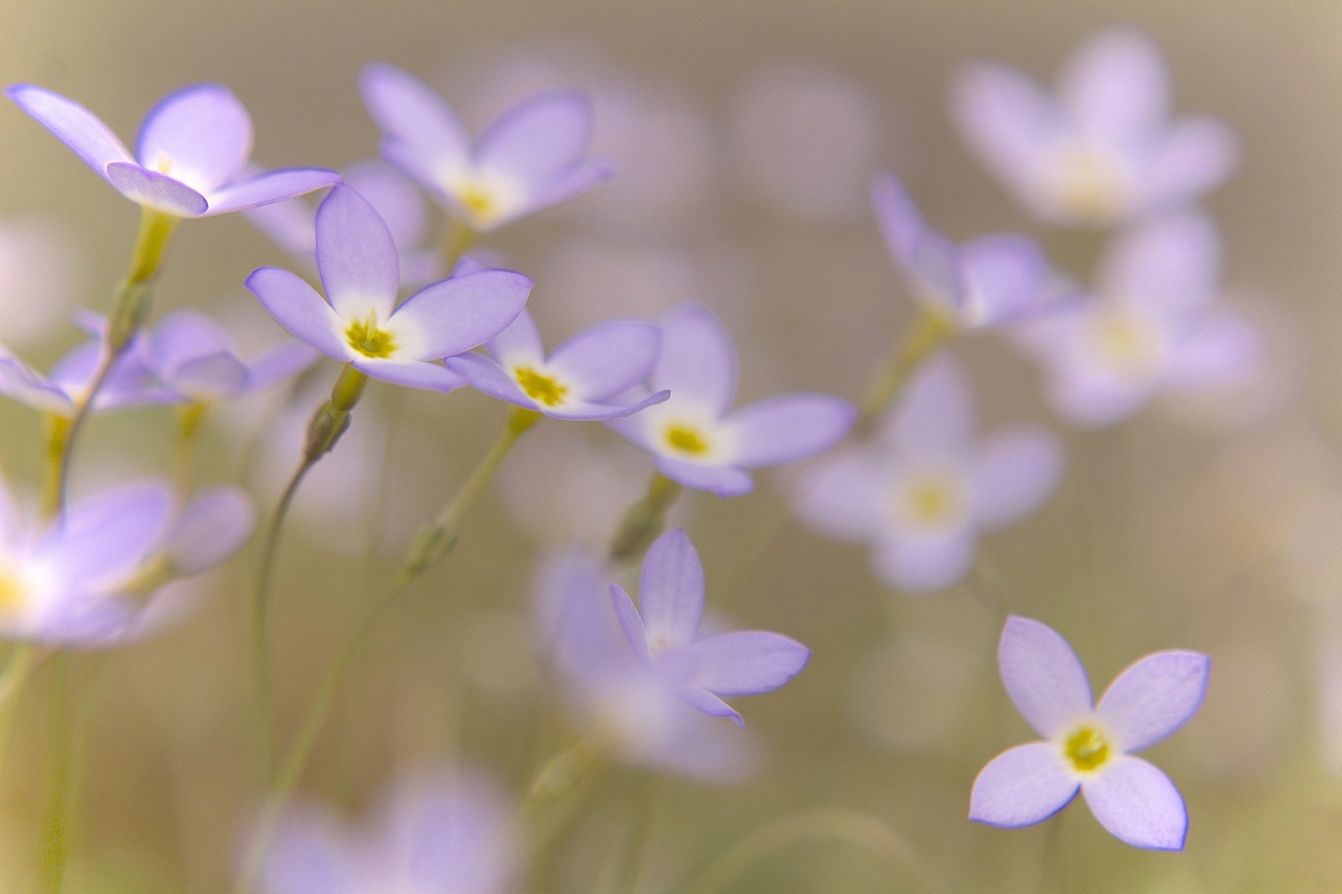 fleurs lilas pétales flou