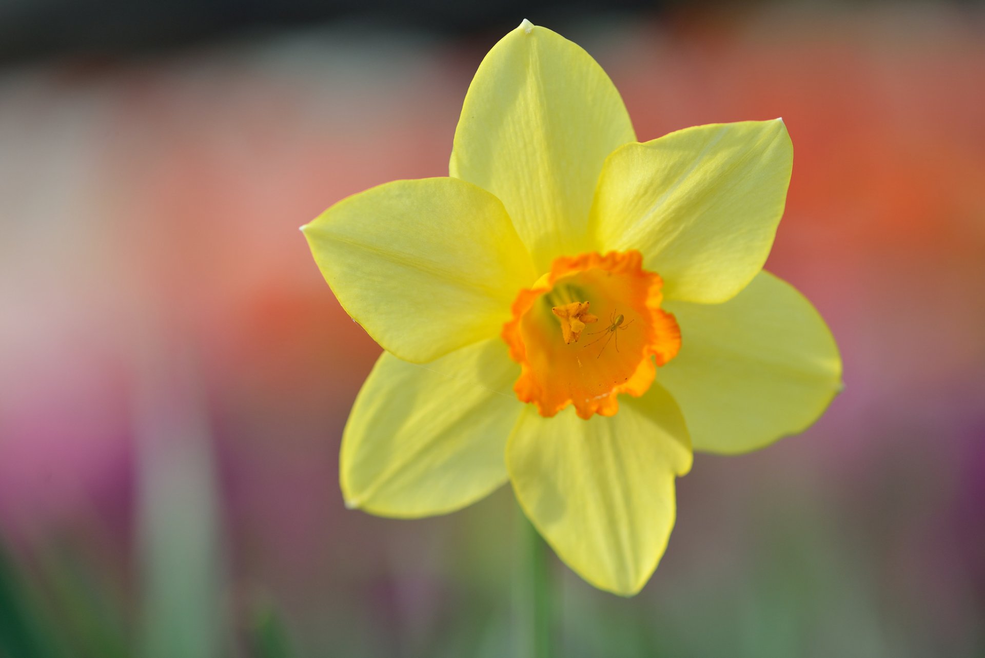 narzisse gelb makro frühling