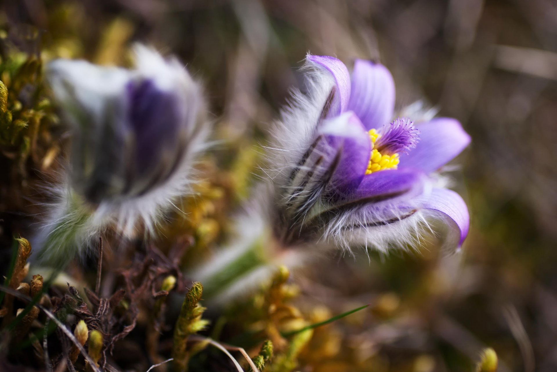 on-grass flower purple nature spring close up blur