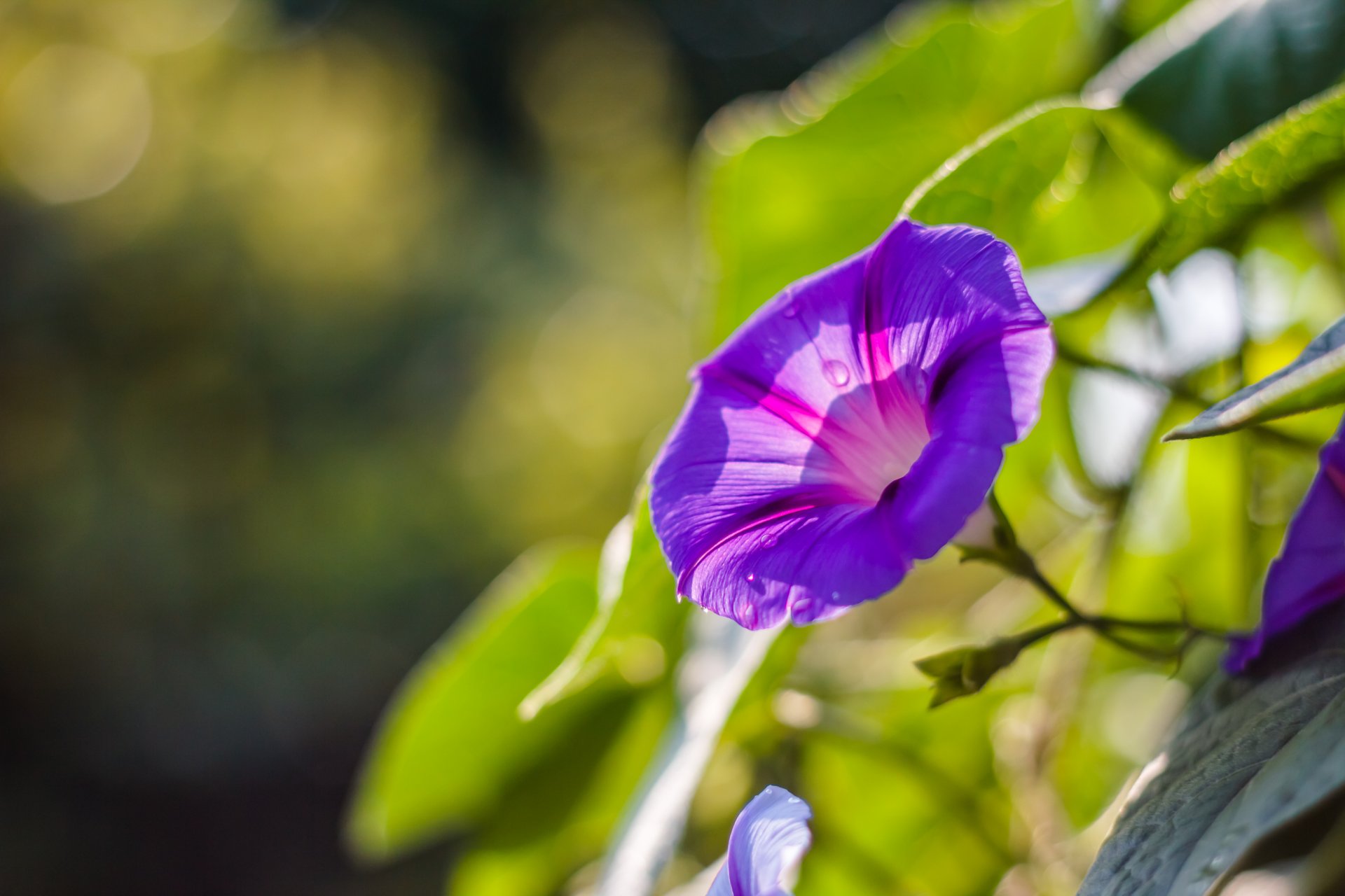 ipomoea lilac purple flower petals macro