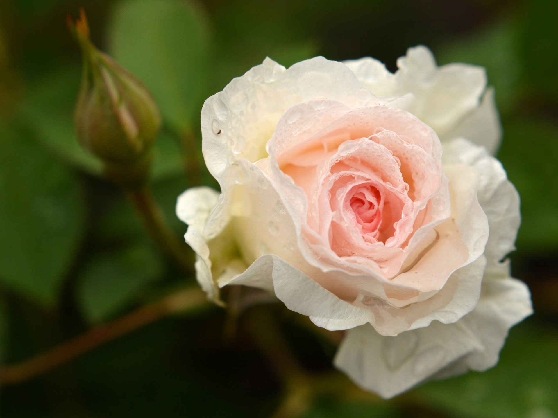 rose bourgeon gros plan gouttes