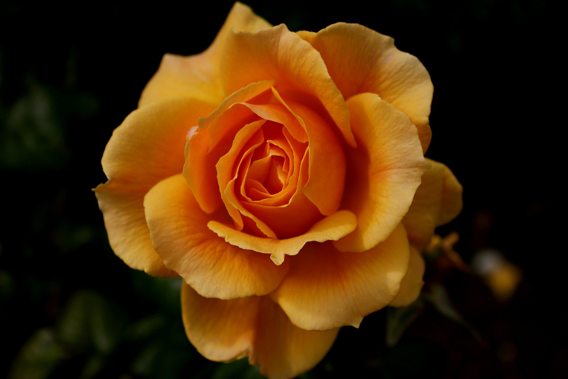 flower rose orange dark background