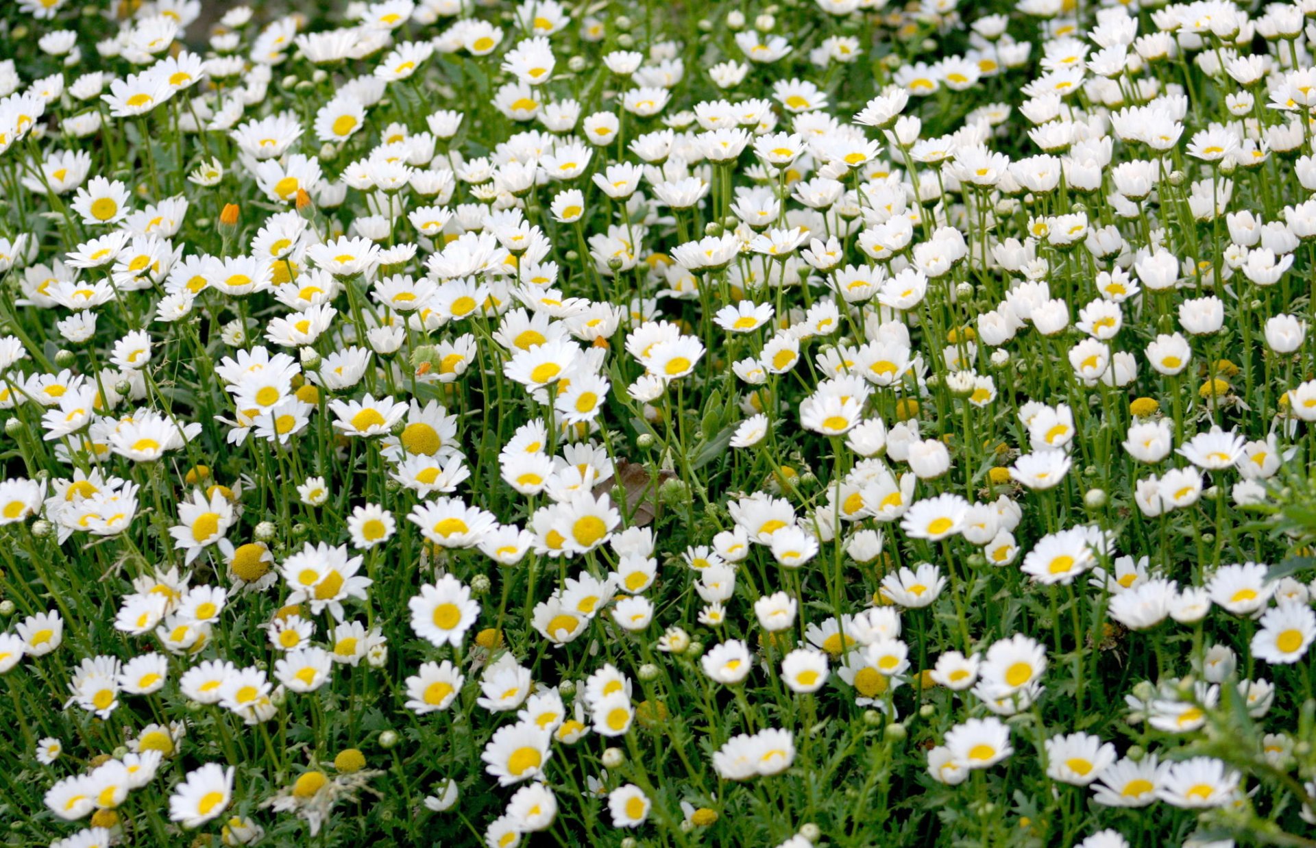 chamomile many nature