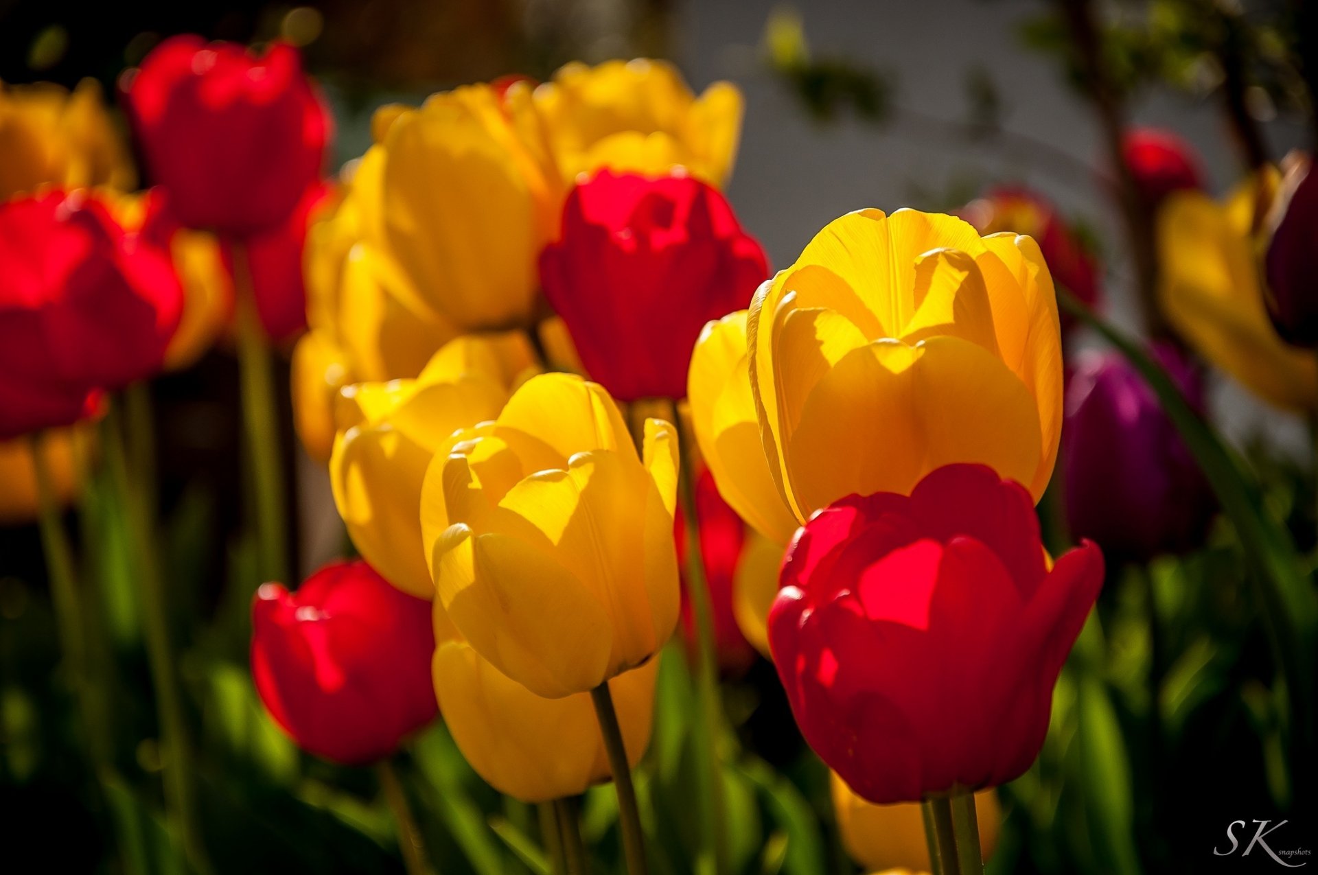 fiori tulipani rosso giallo colori macro