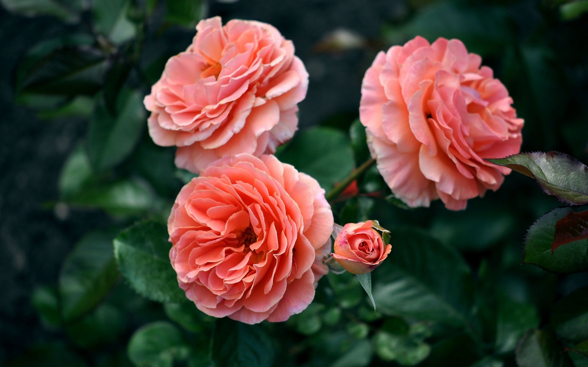 roses bud close up