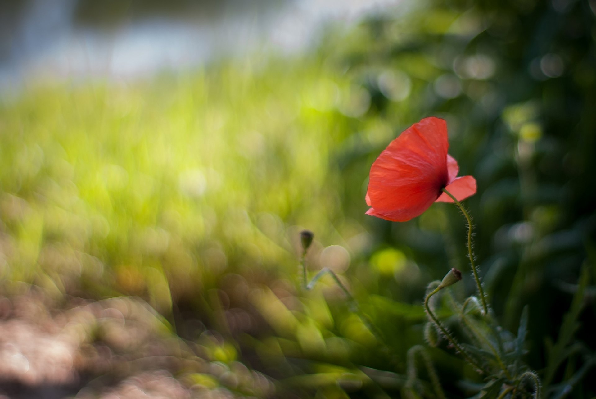 flower red poppy blur reflection