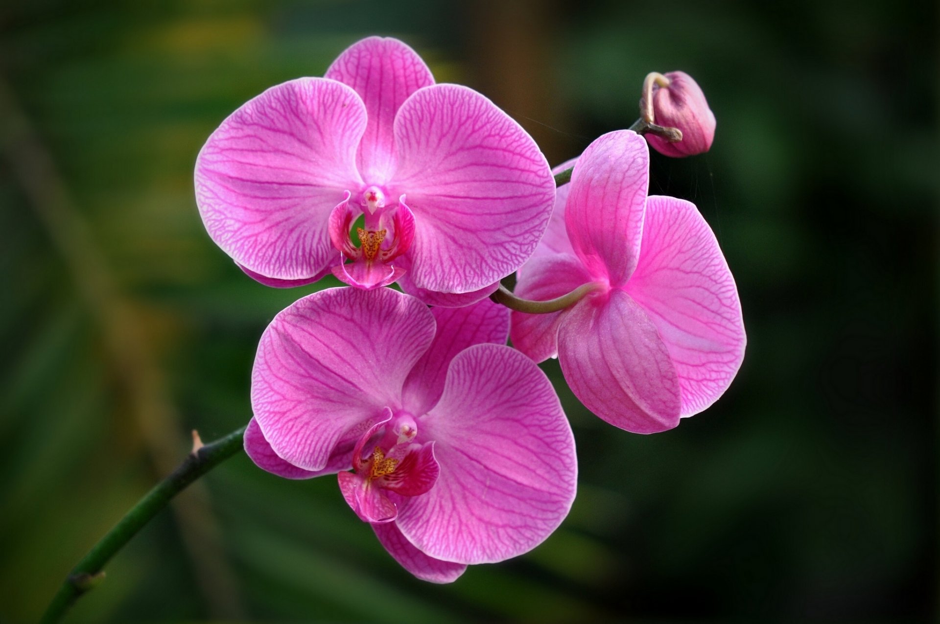 orchid close up exotic