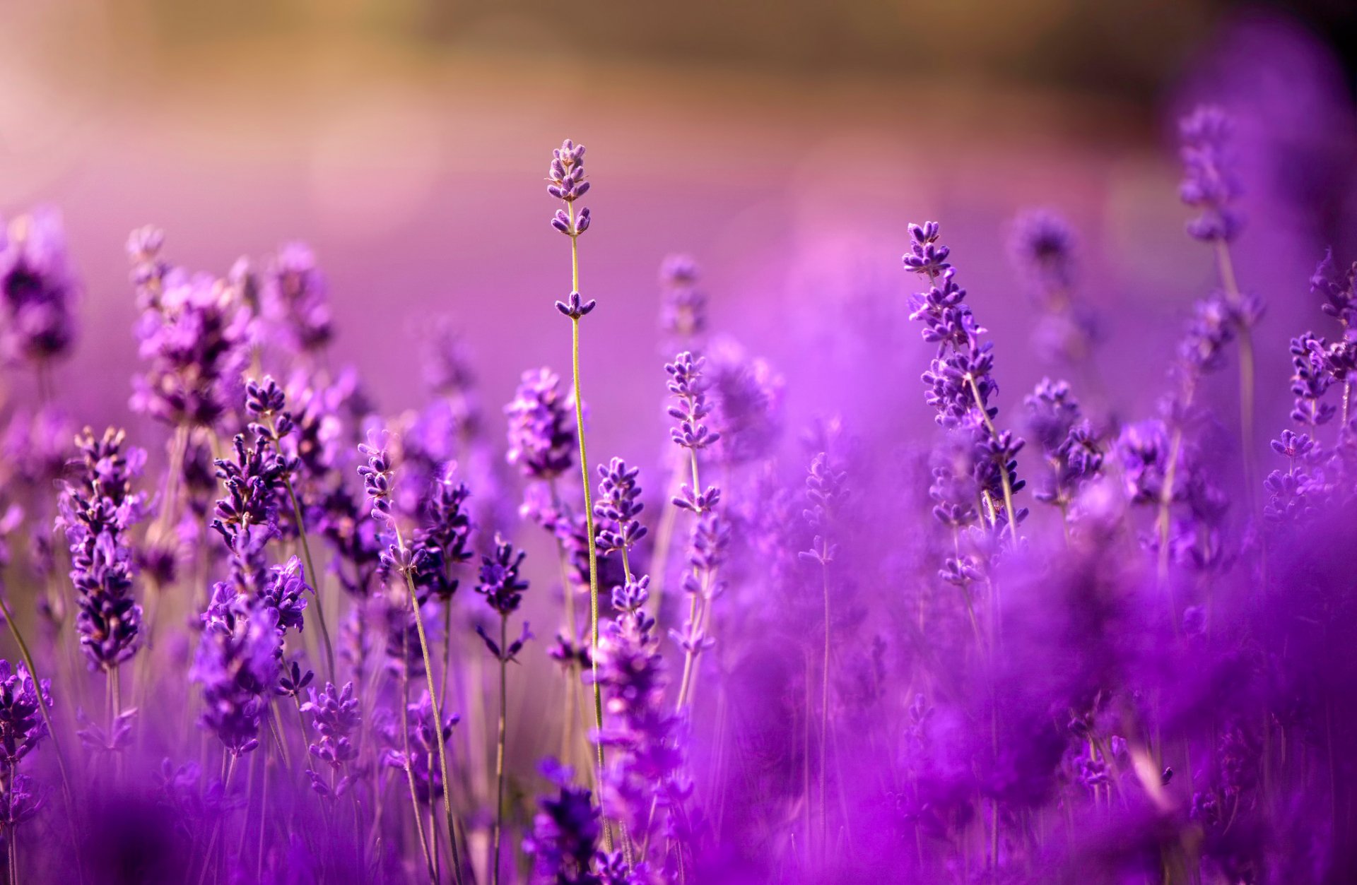 ✿ lavanda bokeh lila todo todo púrpura