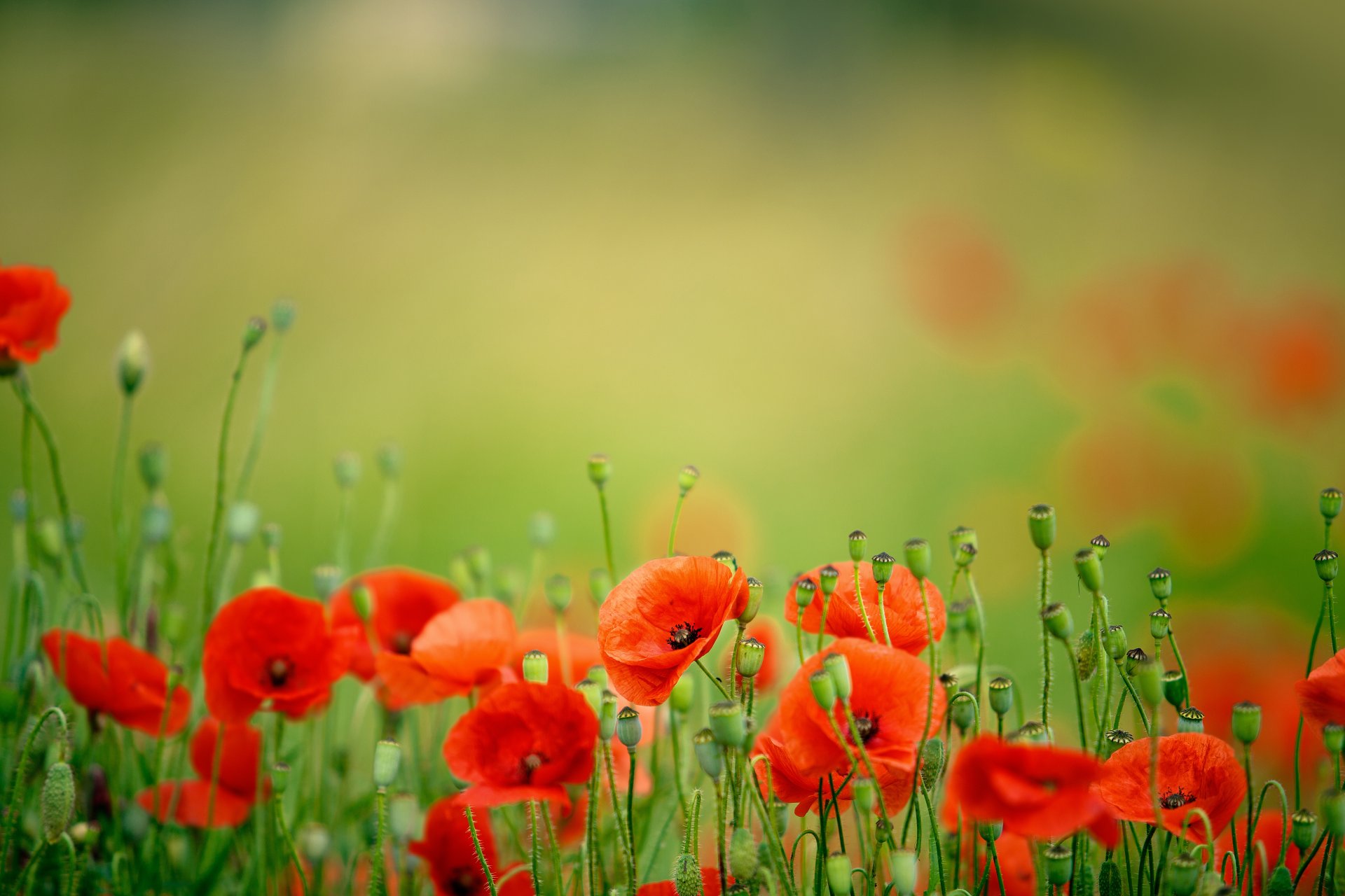 naturaleza flores amapolas pétalos primavera campo