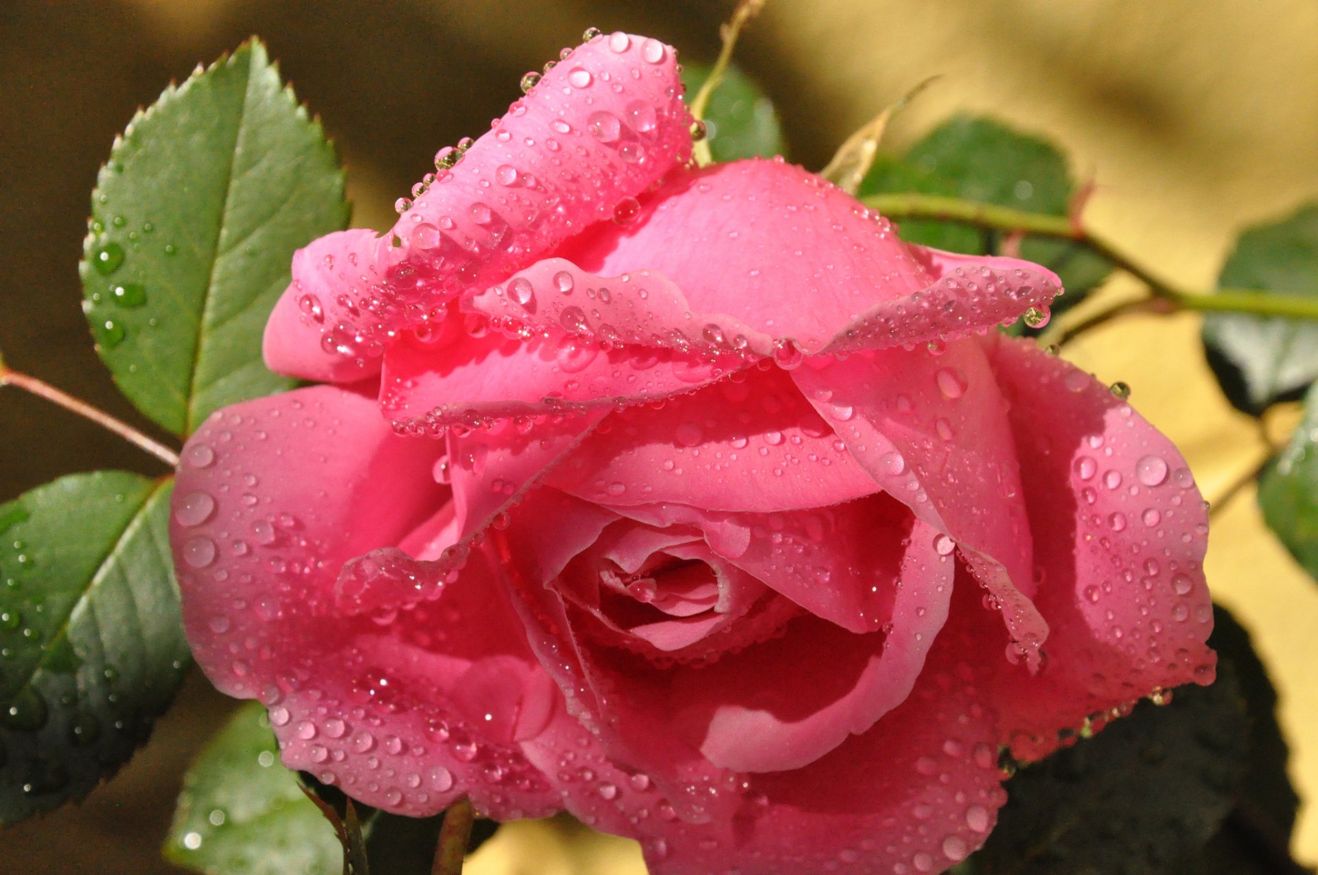 rose pink leaves drops rosa close up