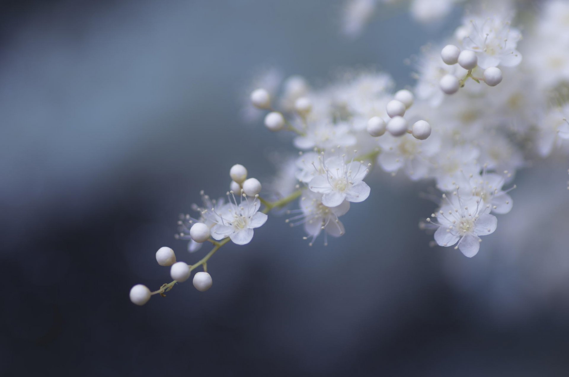 primavera fiori abete albero infiorescenza