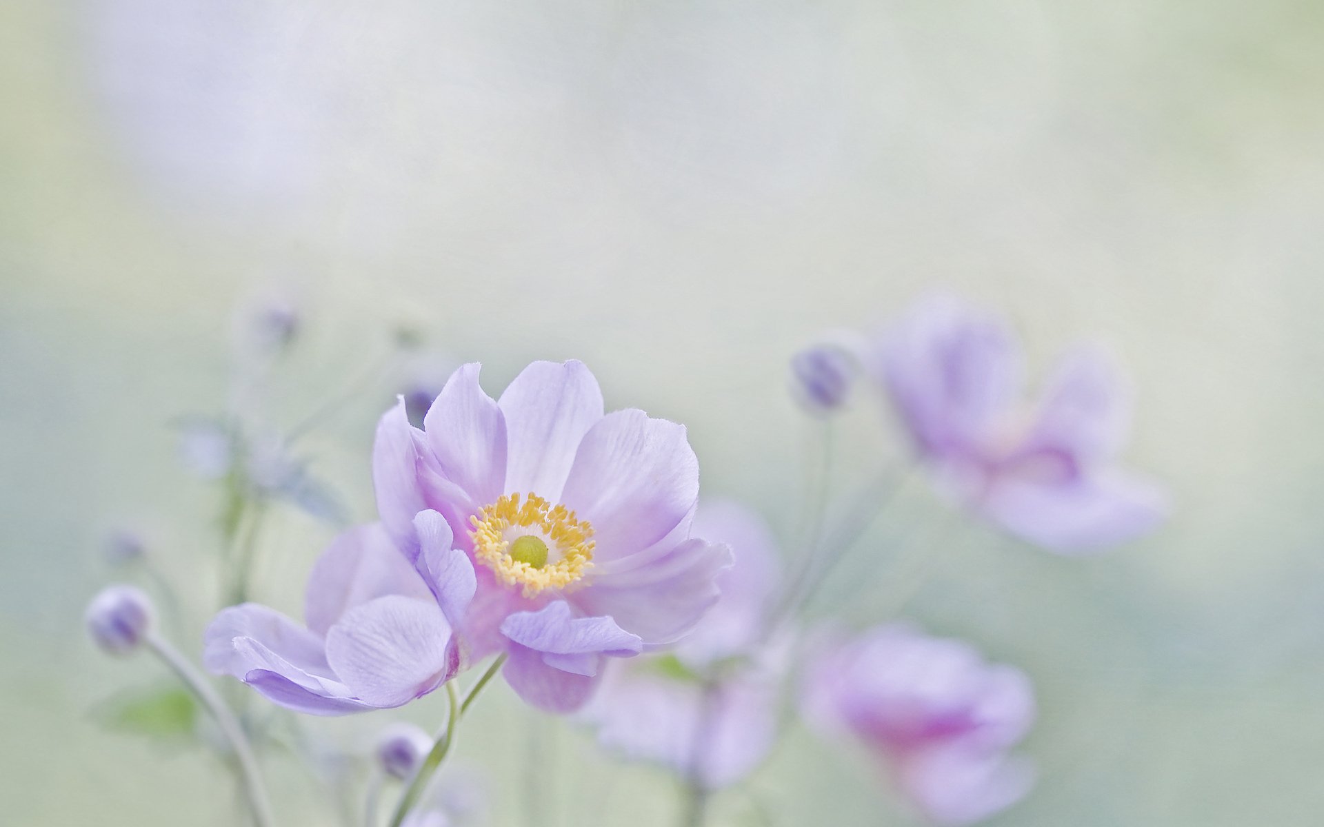 fleurs fond macro humeur