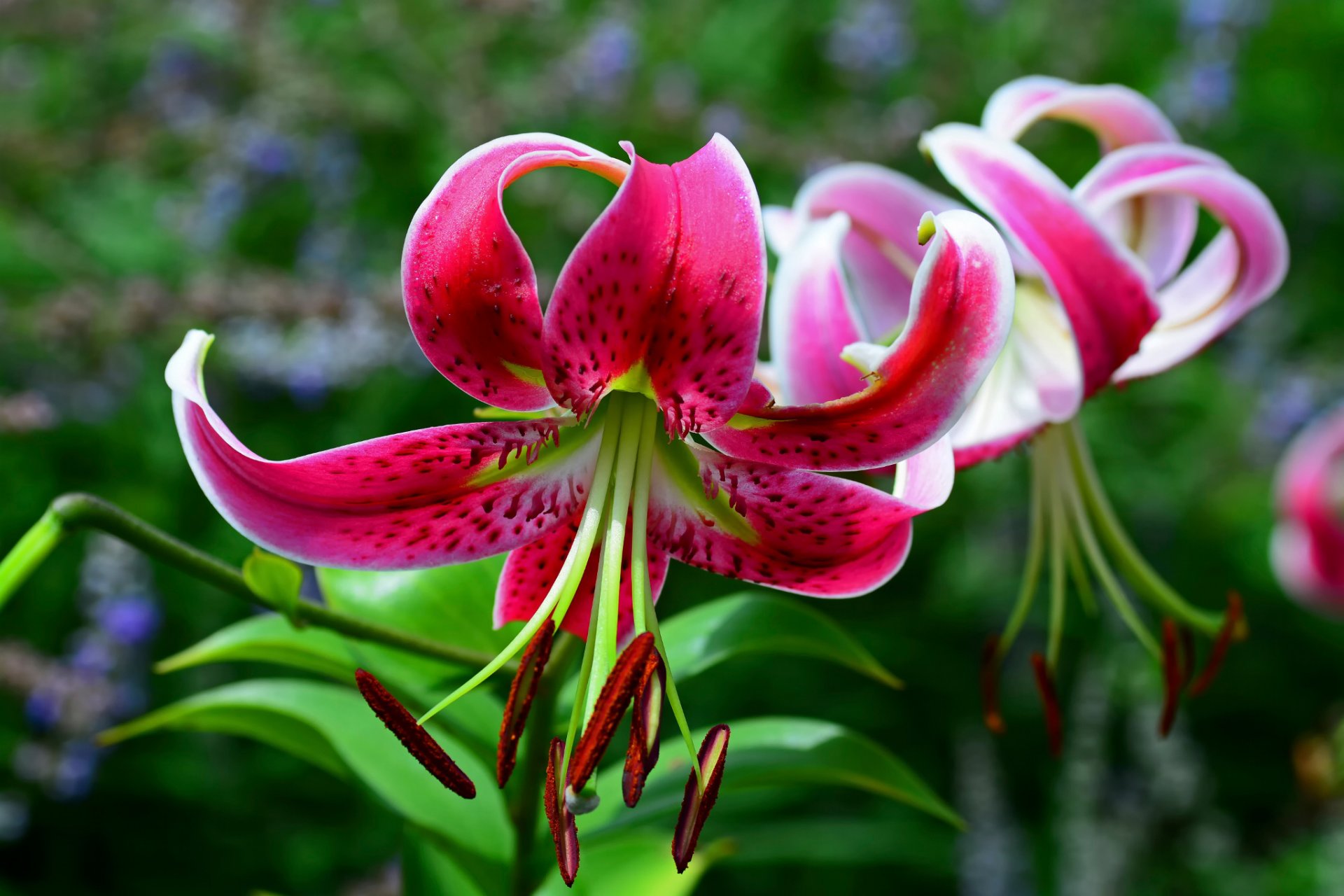 lilies bokeh close up