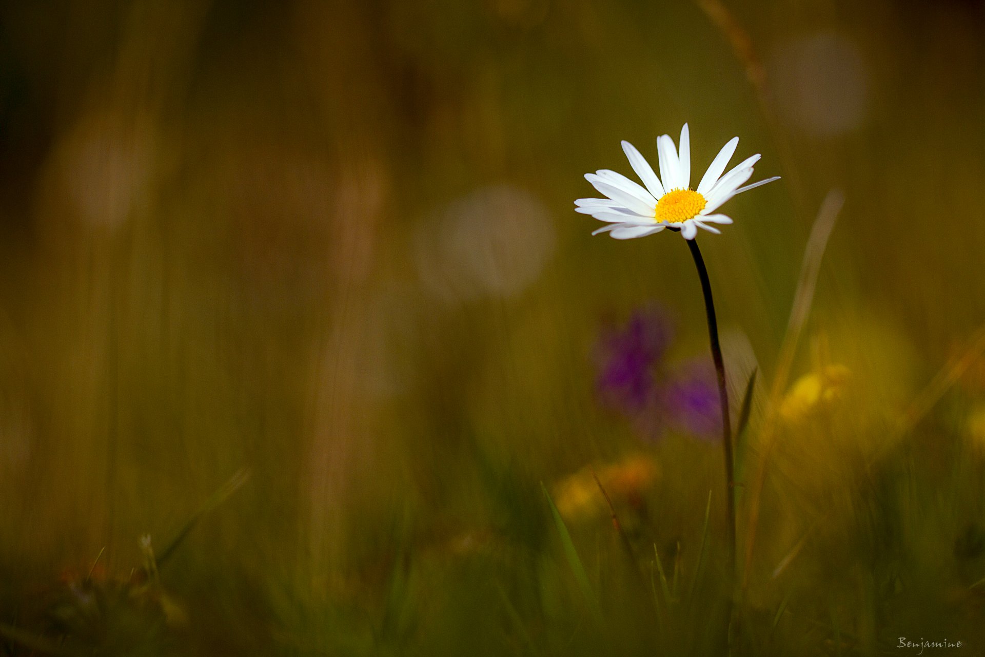 benjamine gras blume kamille weiß