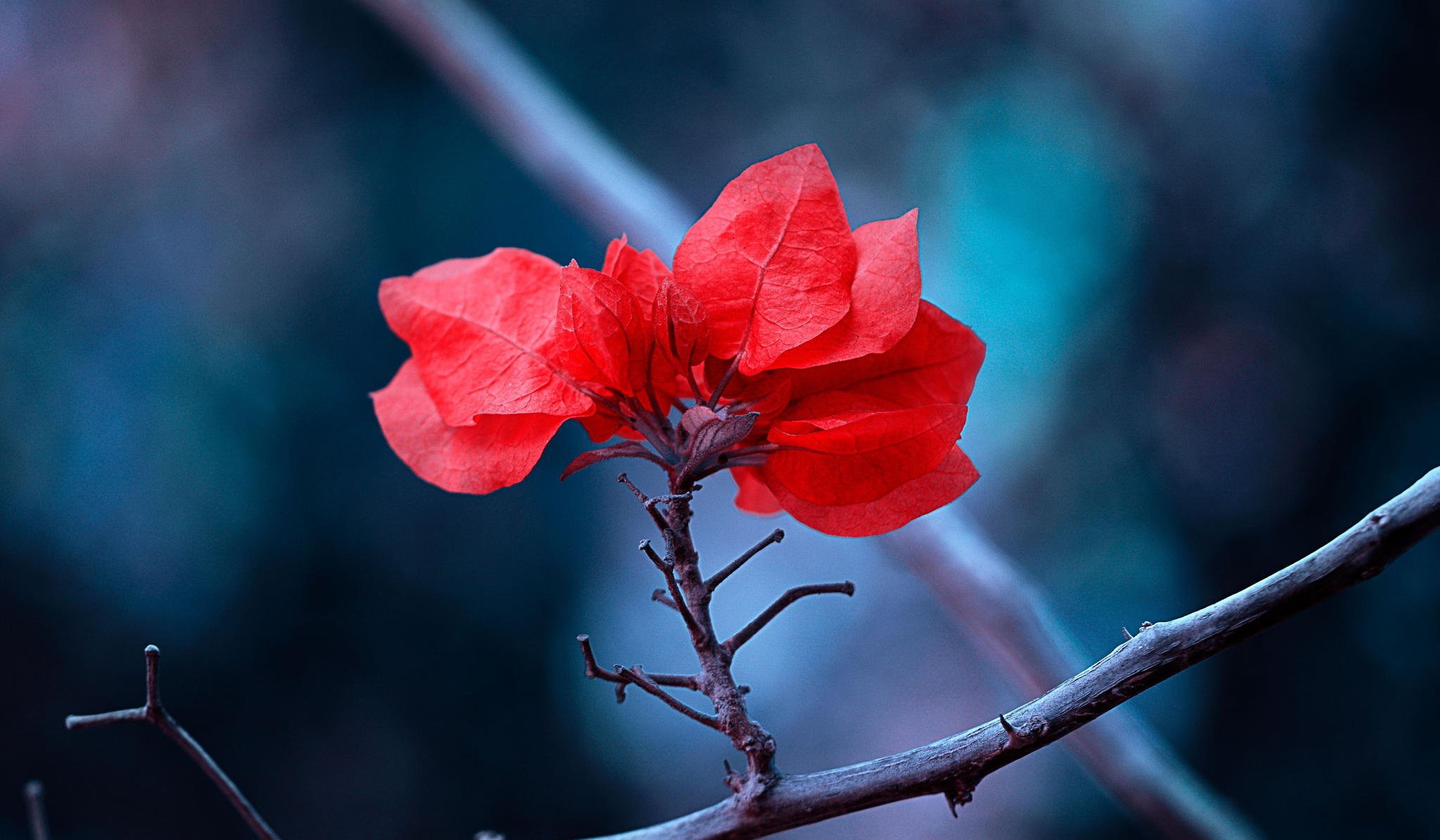 zweig blätter rot natur makro