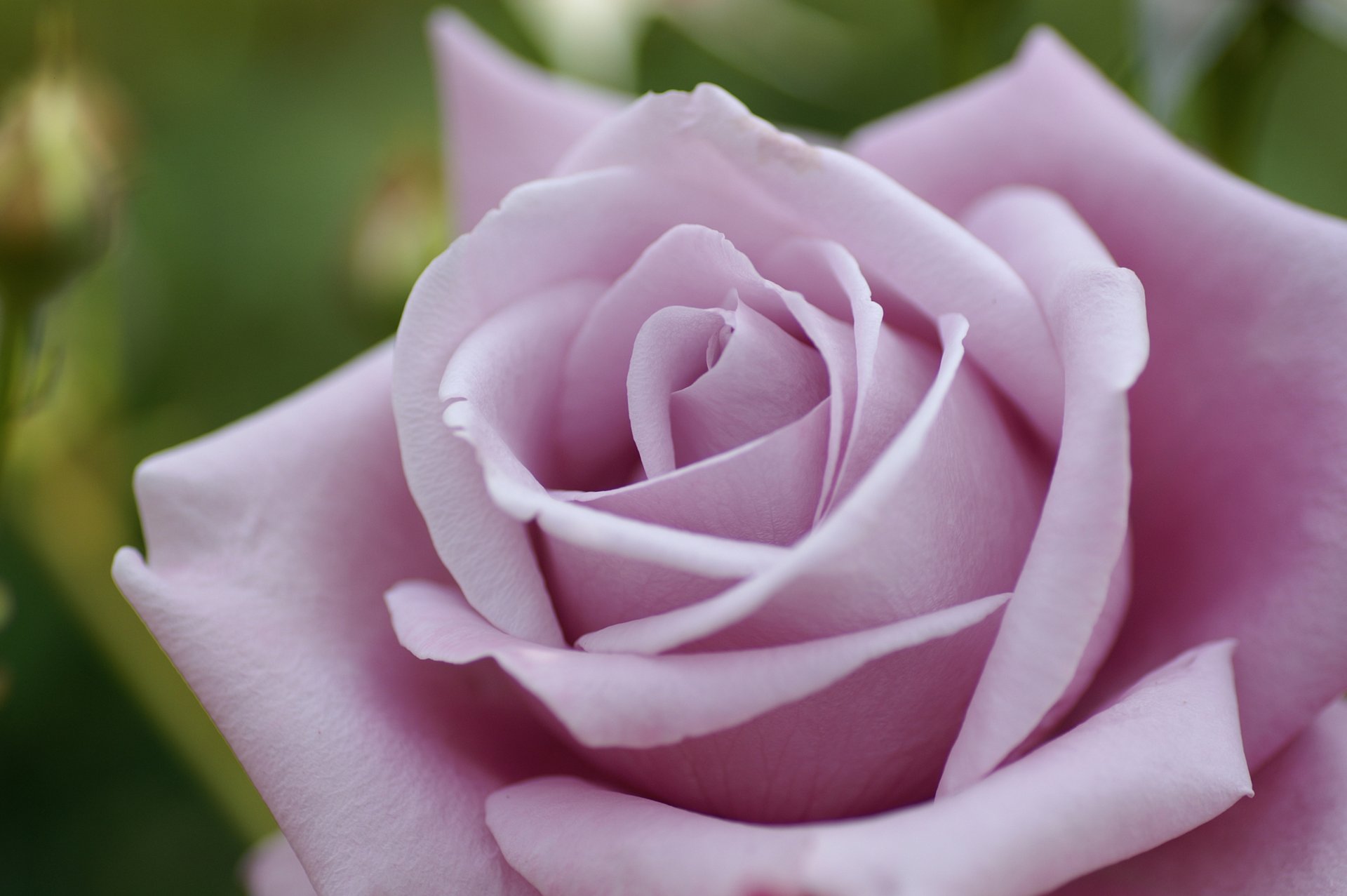 flower rose pink close up