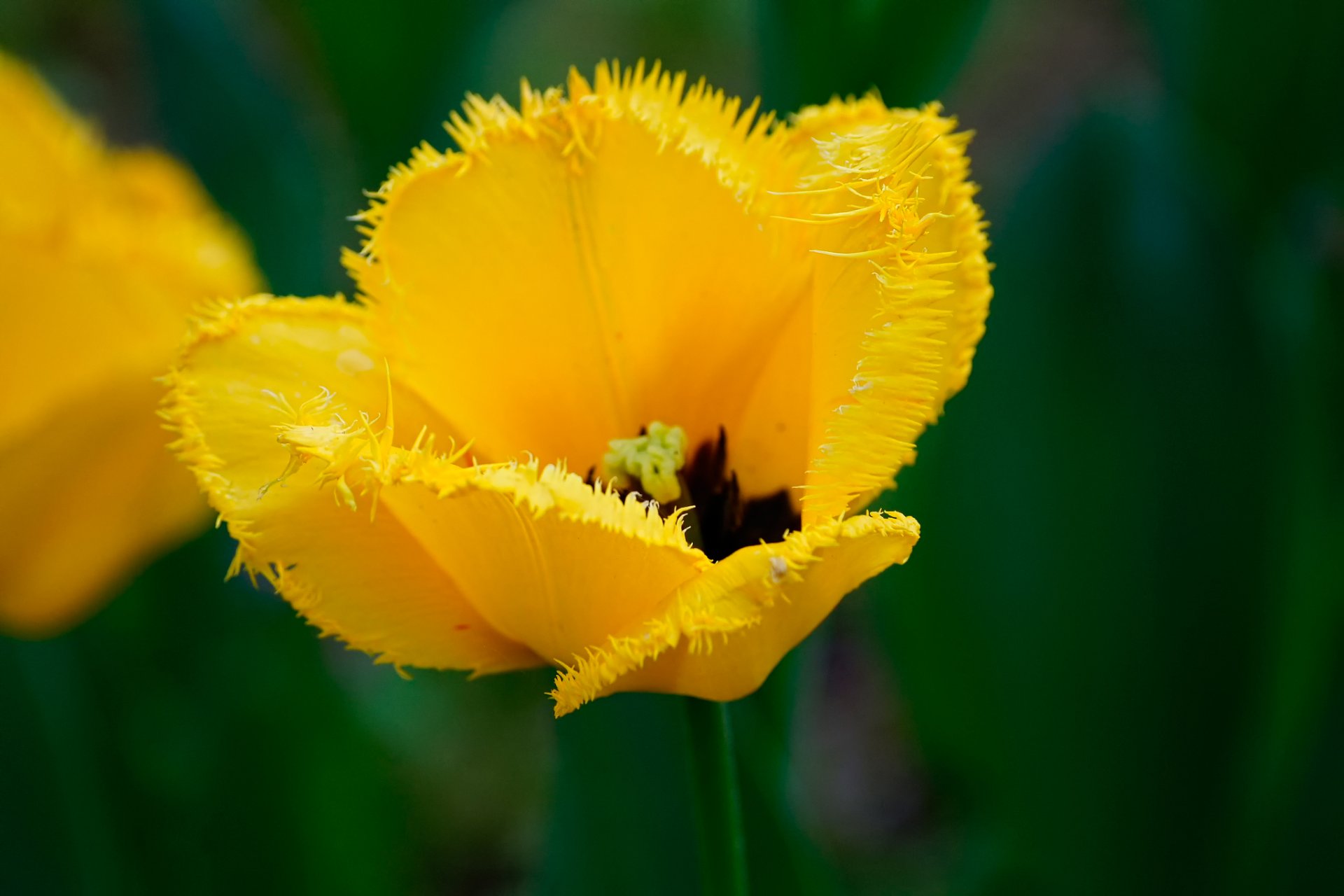 hairy tulip tulip