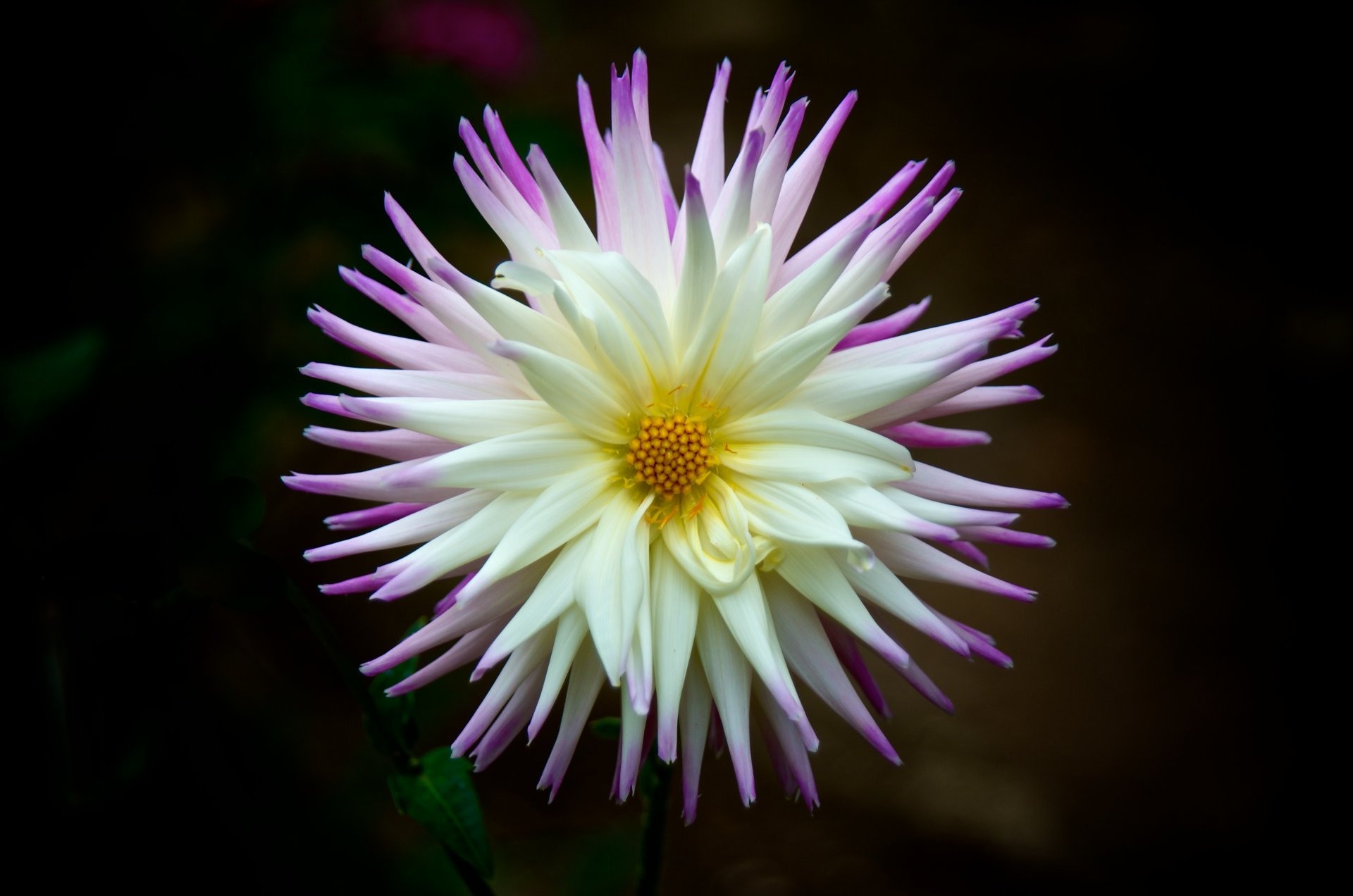 dahlia petals inflorescence