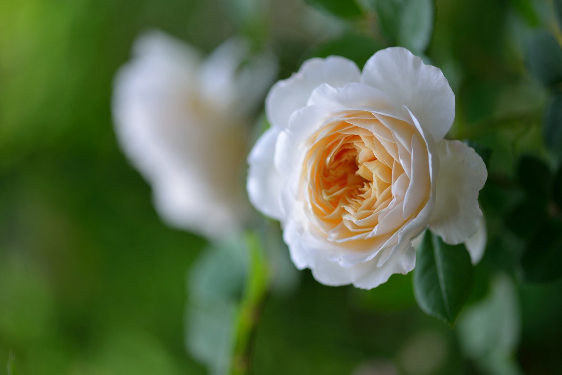 rose bud close up