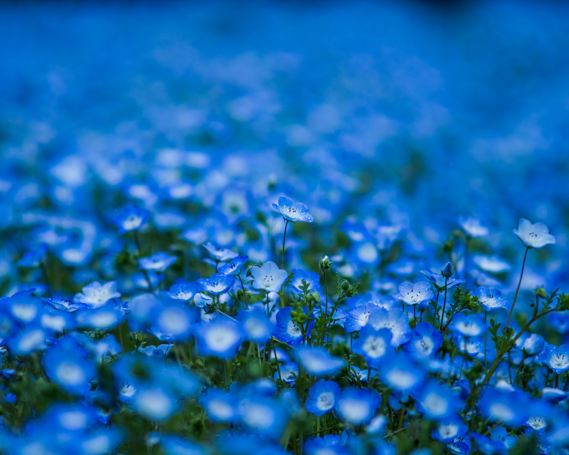 nemophila blu blu petali fiori sfocatura