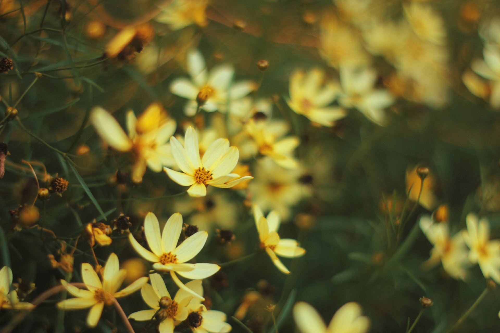 fleurs jaune cosmea flou