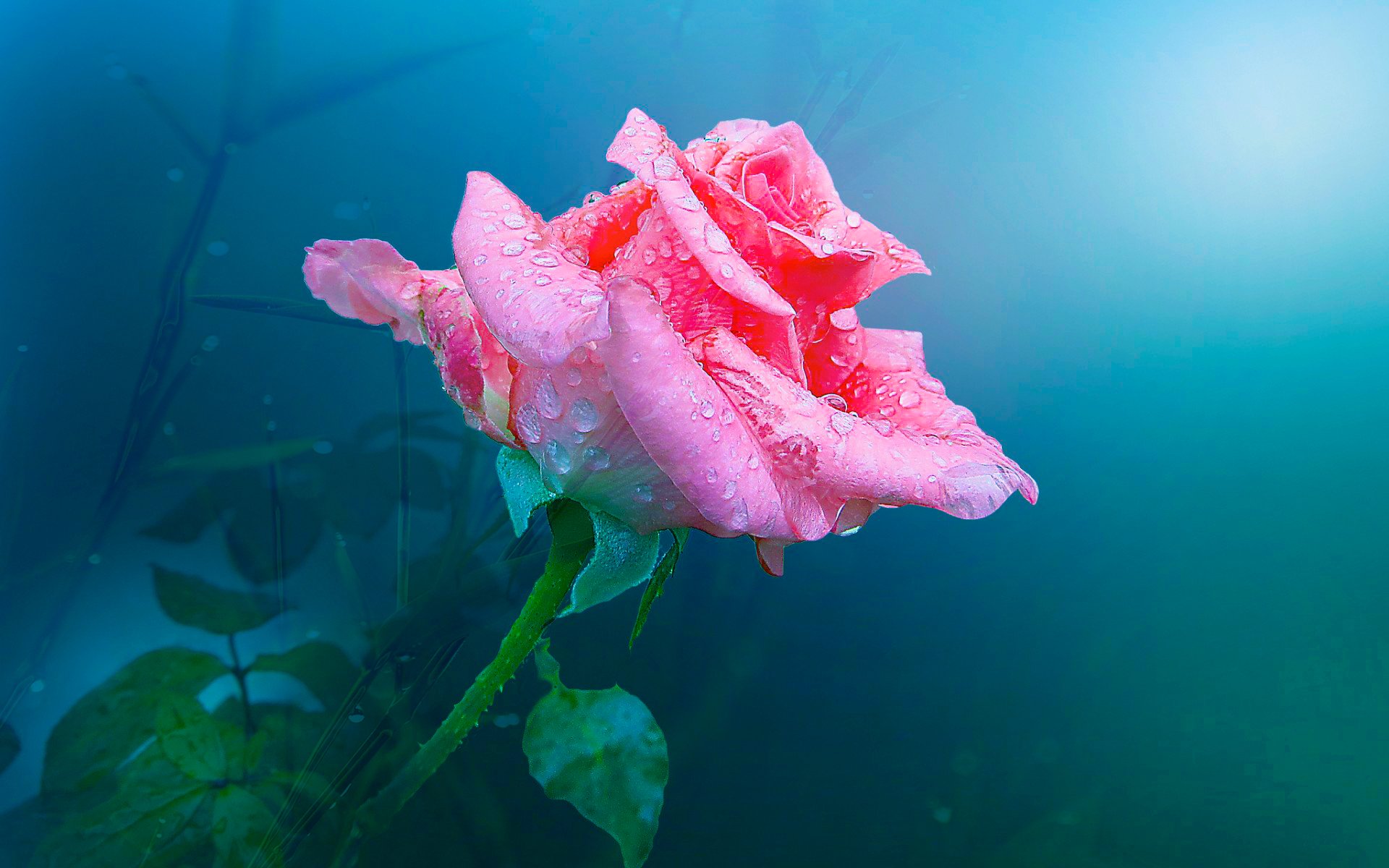 rose knospe blütenblätter rosa tropfen wasser hintergrund