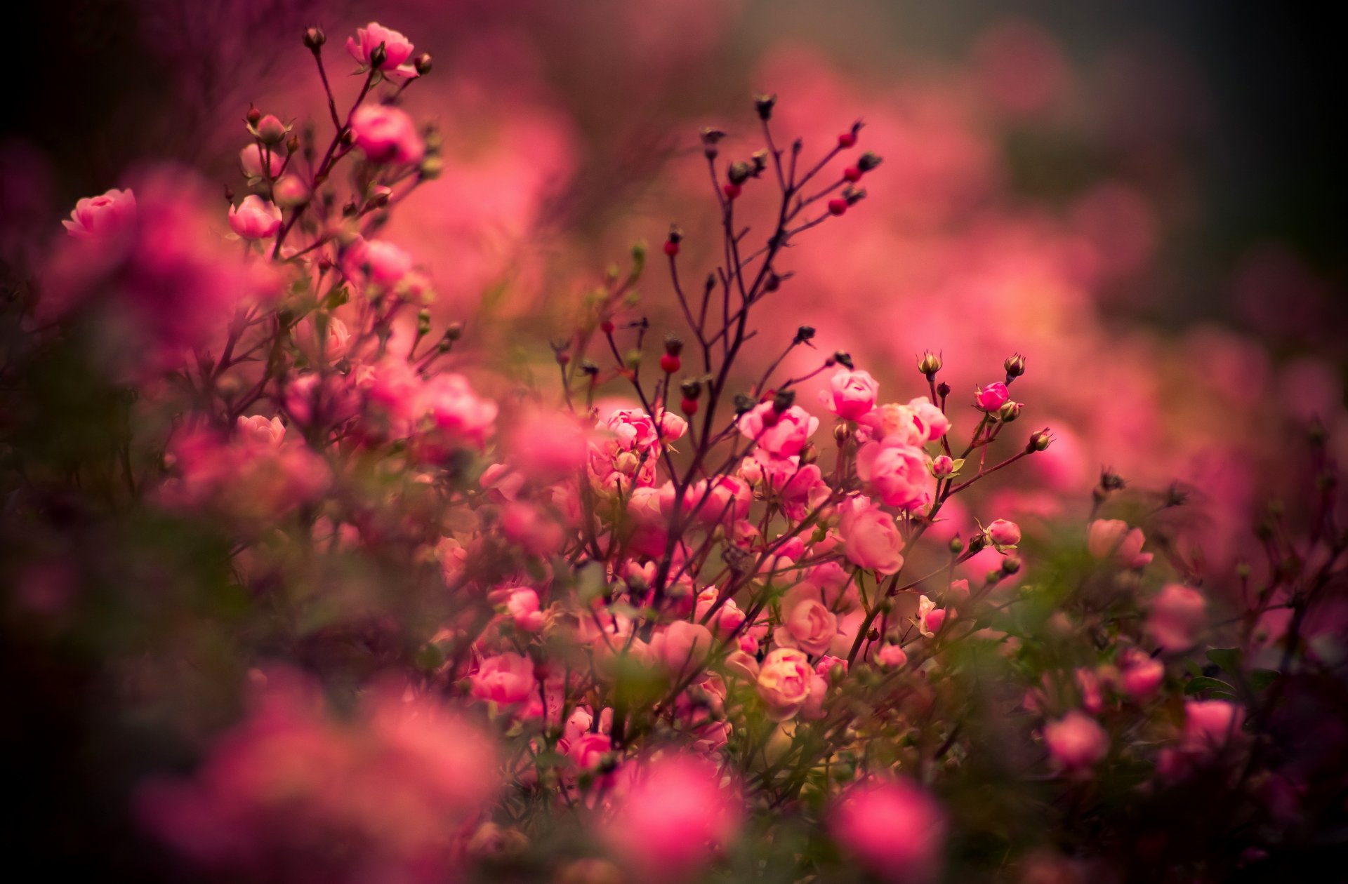 Природа в розовых тонах