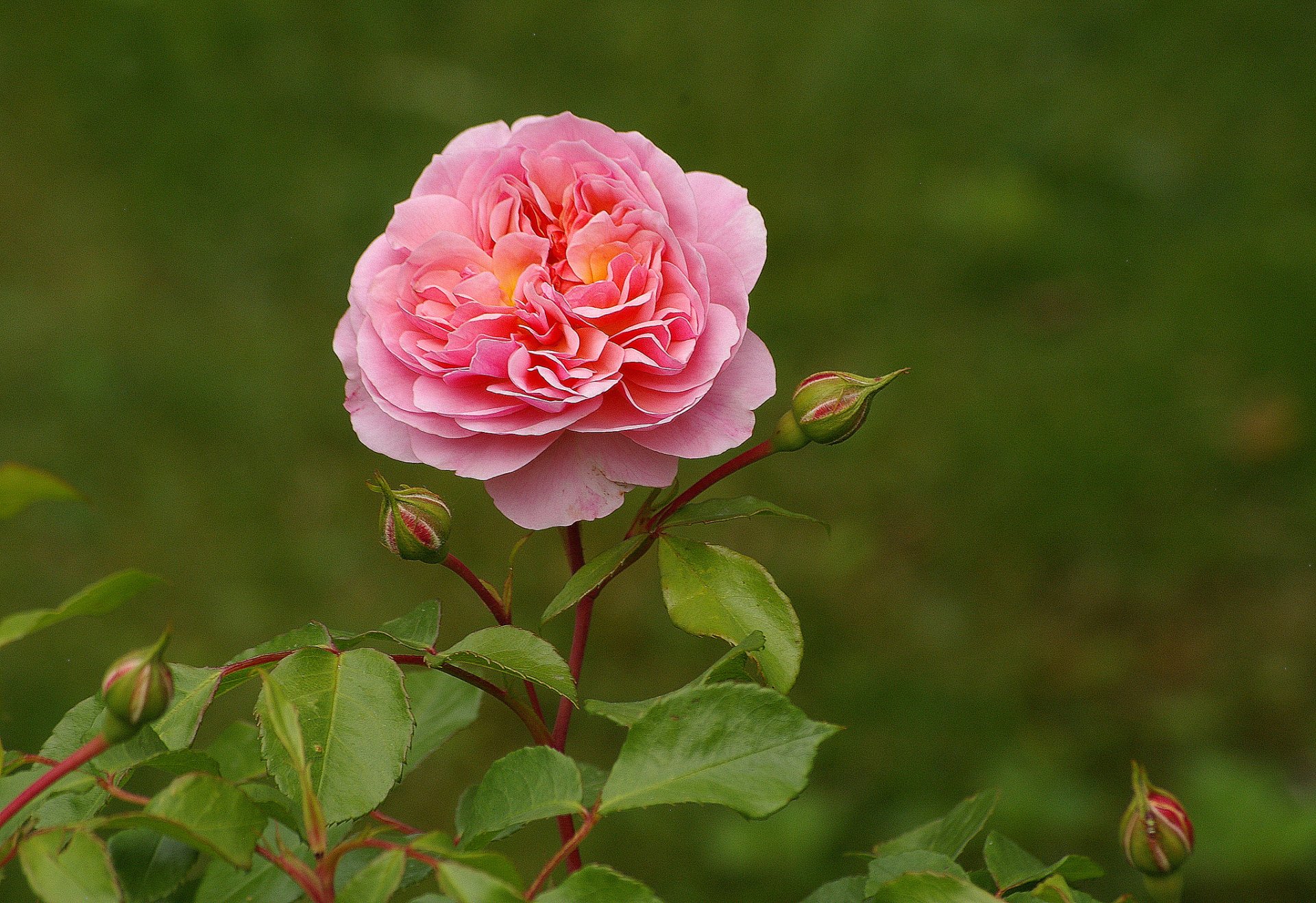 rosa boccioli foglie