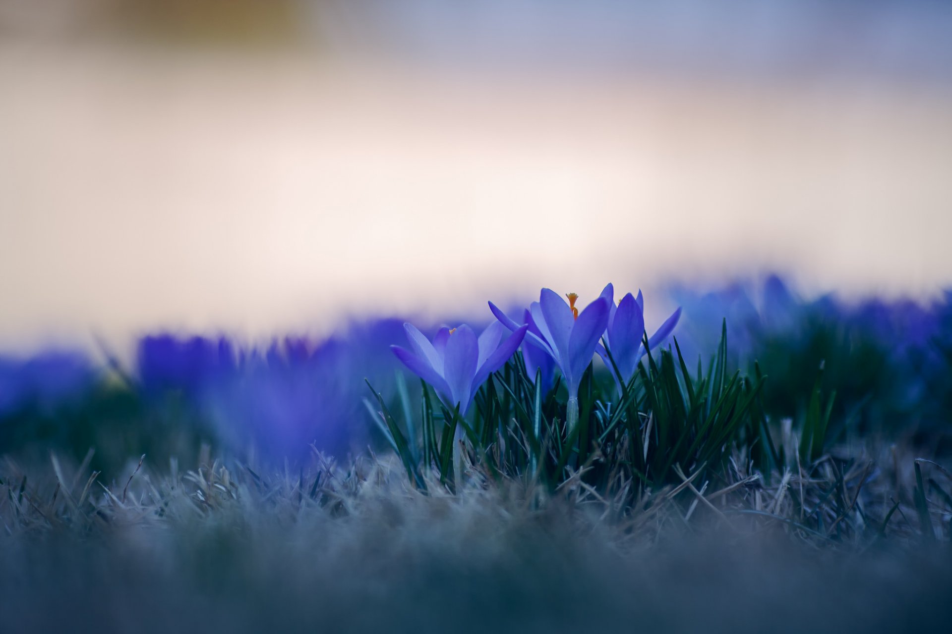 krokusse blau blütenblätter blumen gras makro unschärfe