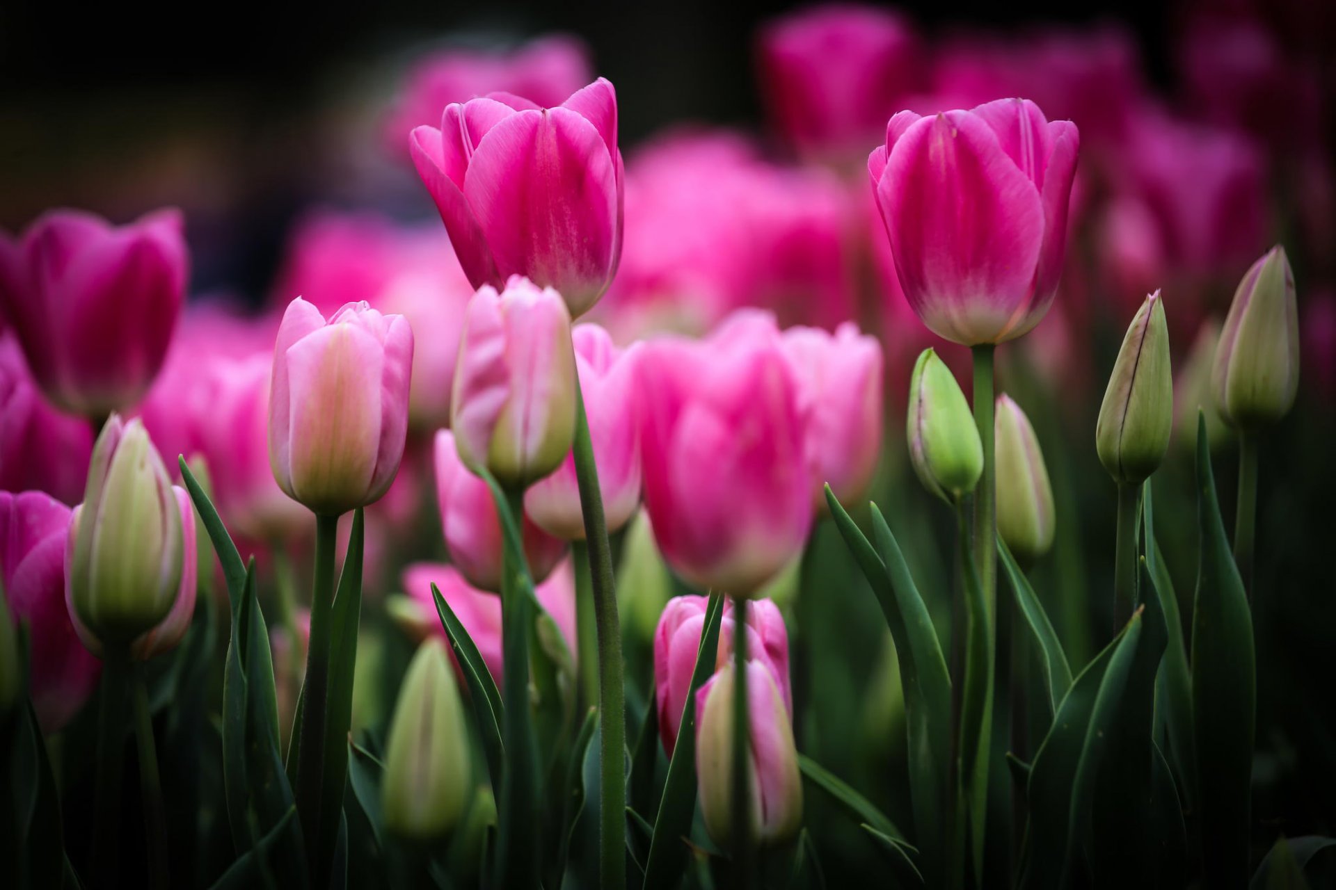 tulipani rosa fiori boccioli aiuola