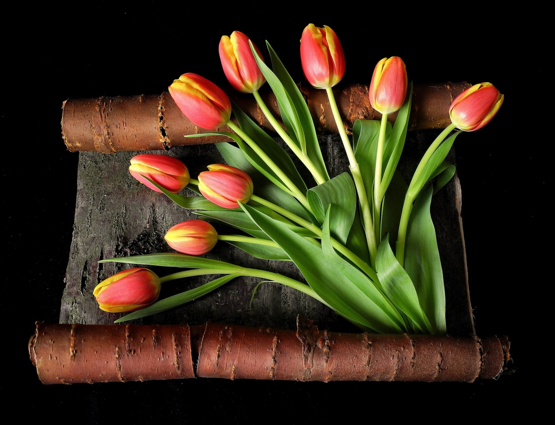 tulips flower red yellow buds stems leaves bark black background