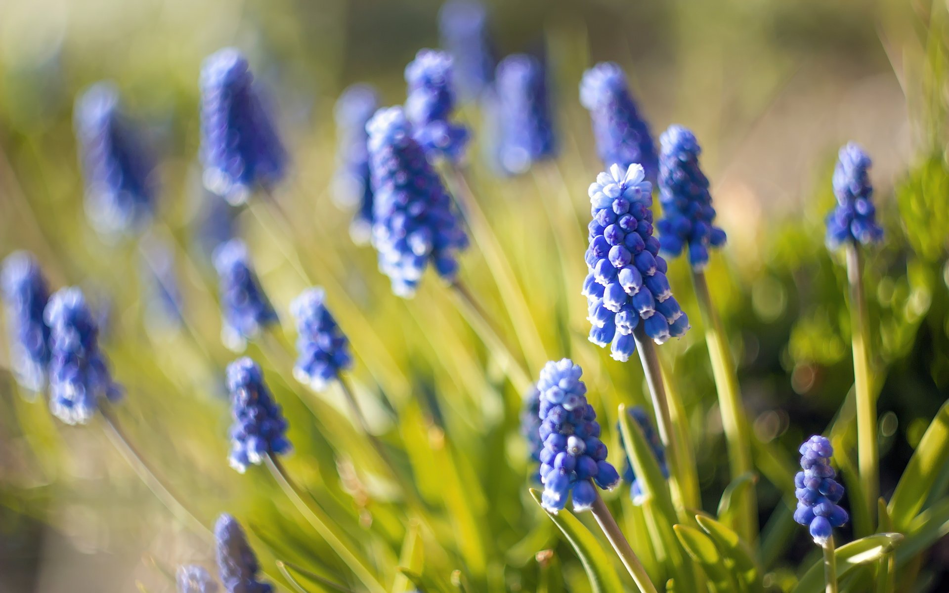 muscari blue flowers close up blur nature