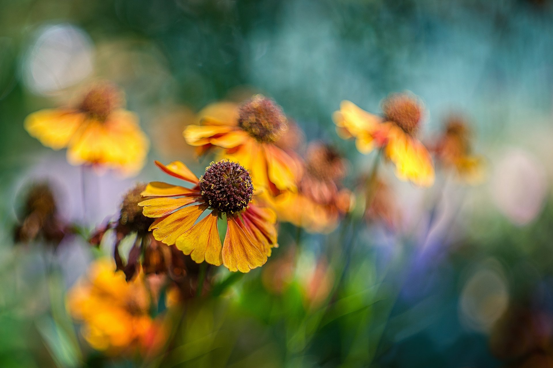 kwietnik kwiaty helenium pomarańczowy bokeh