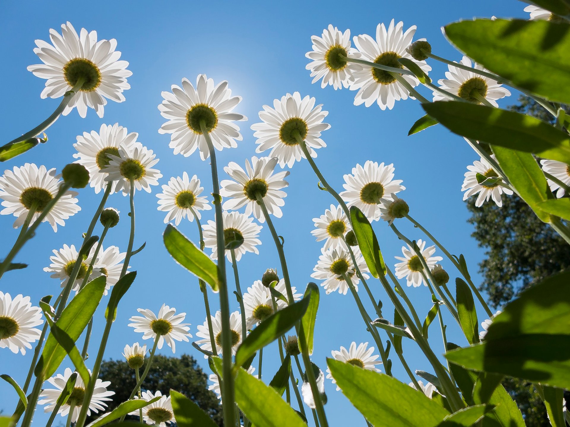 marguerites été soleil