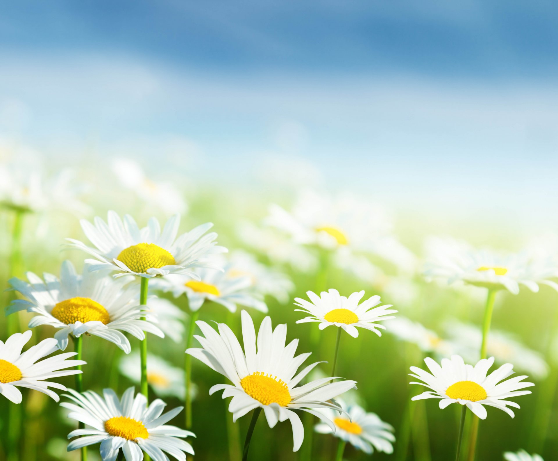 daisies white leaves green grass flowers sky spring freshness beauty spot white spring blur