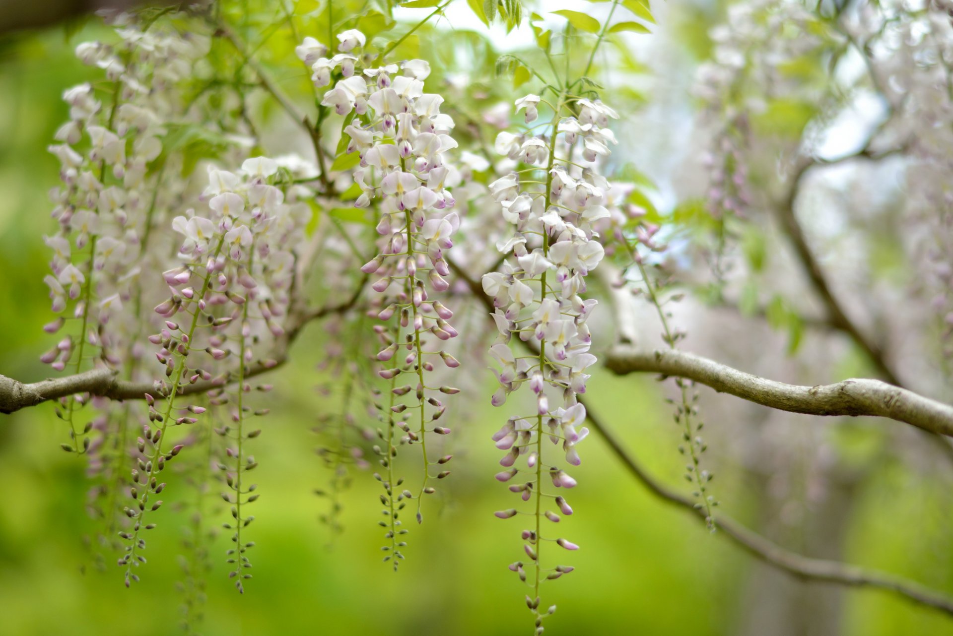 arbre nature wisteria inflorescences