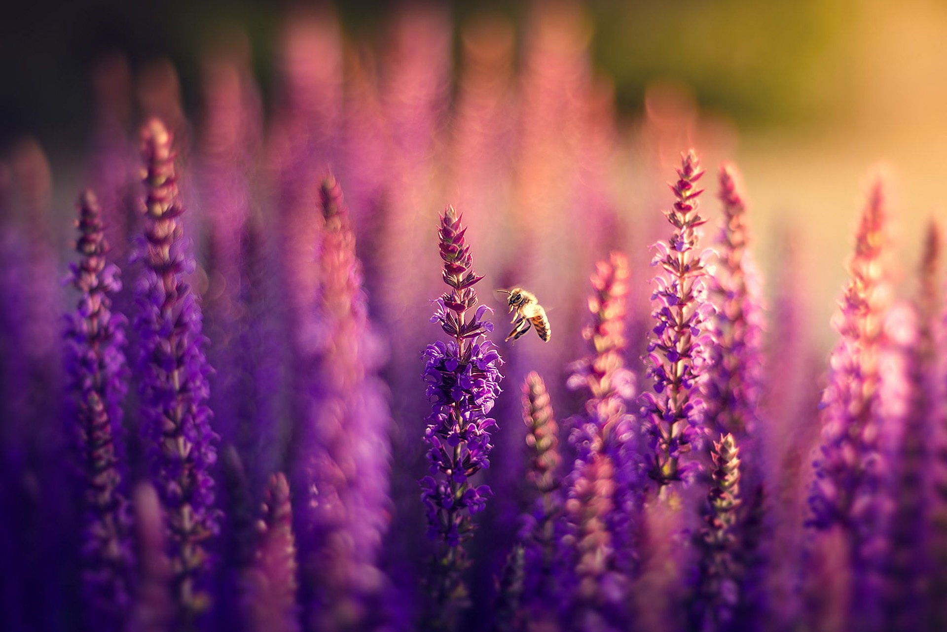 lavender flower purple the field bee nature bokeh