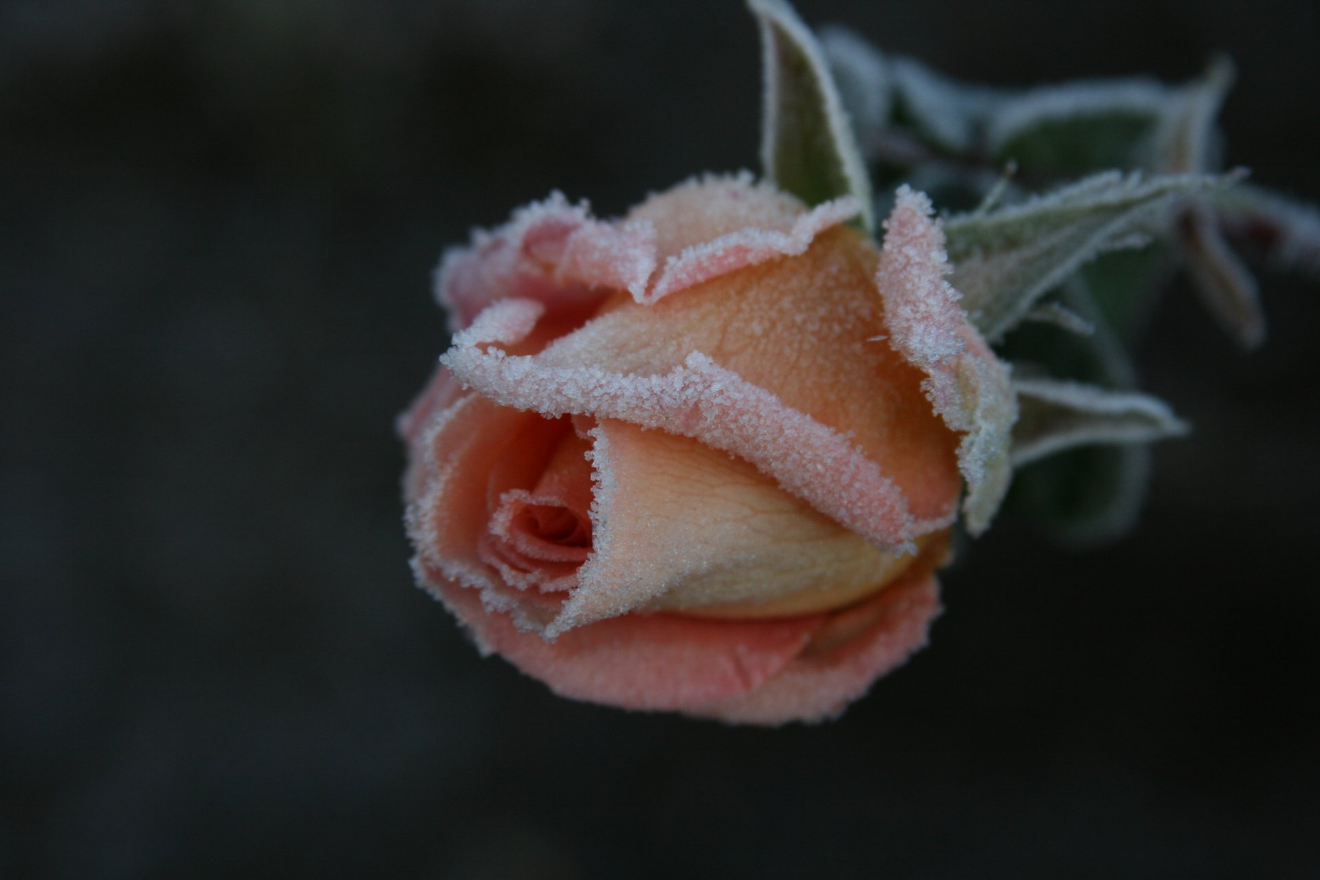 hintergrund tapete makro natur pflanze blumen blume rose frost frost kälte garten