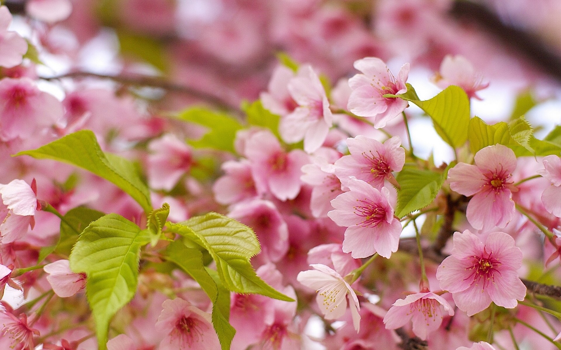 akura cherry close up leaves bloom spring