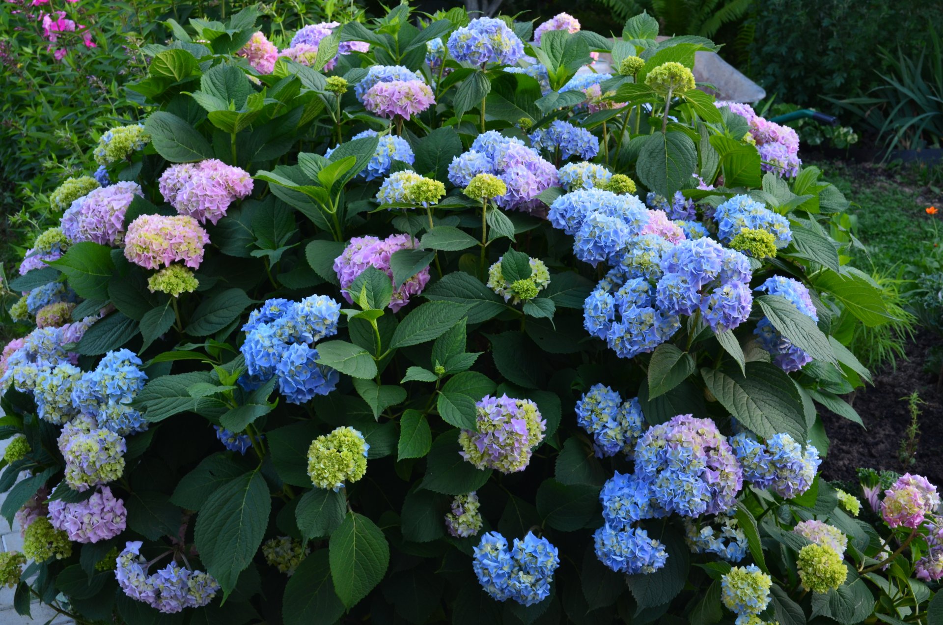 fleurs été hortensia