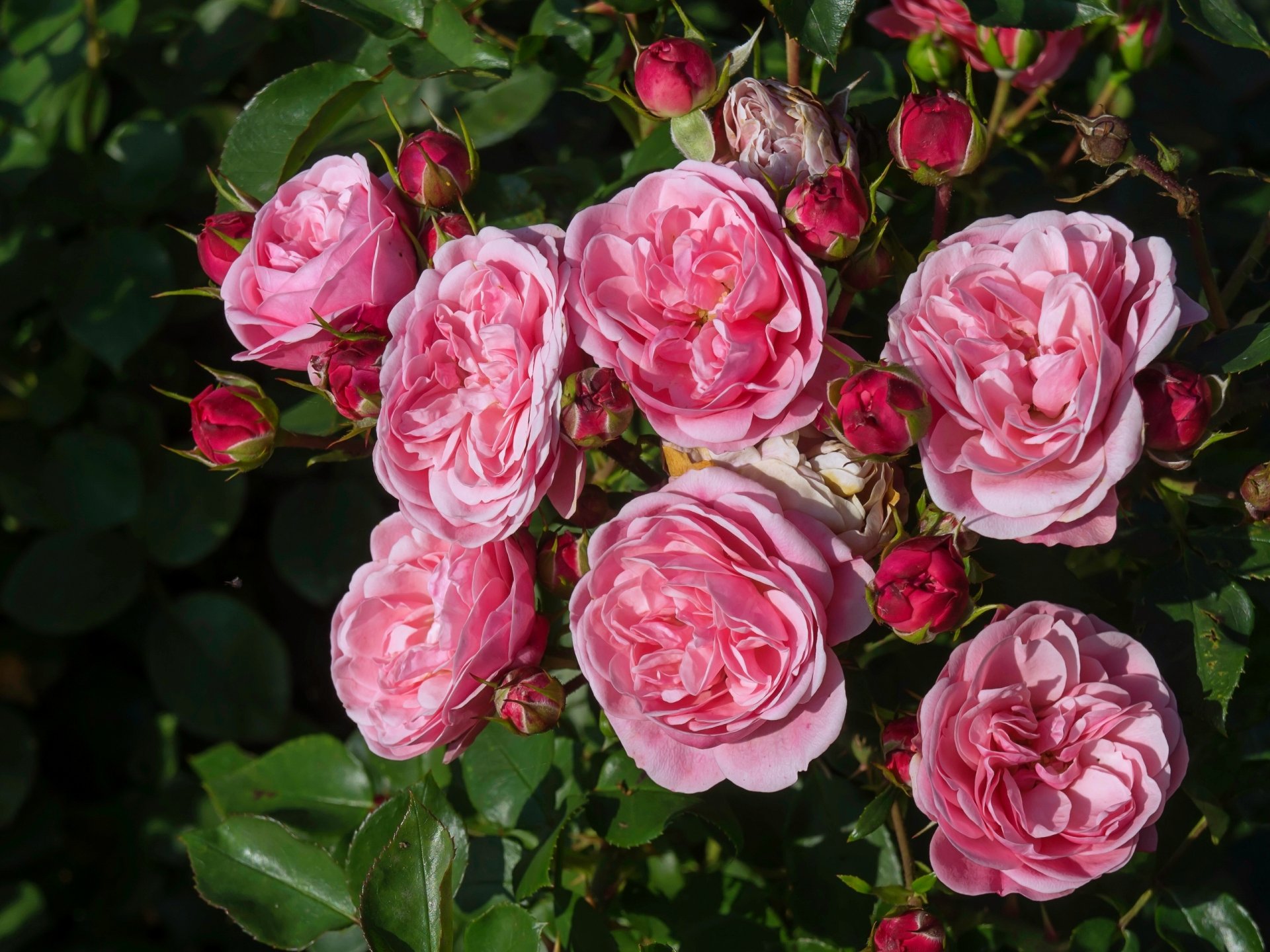 roses buds rose bush