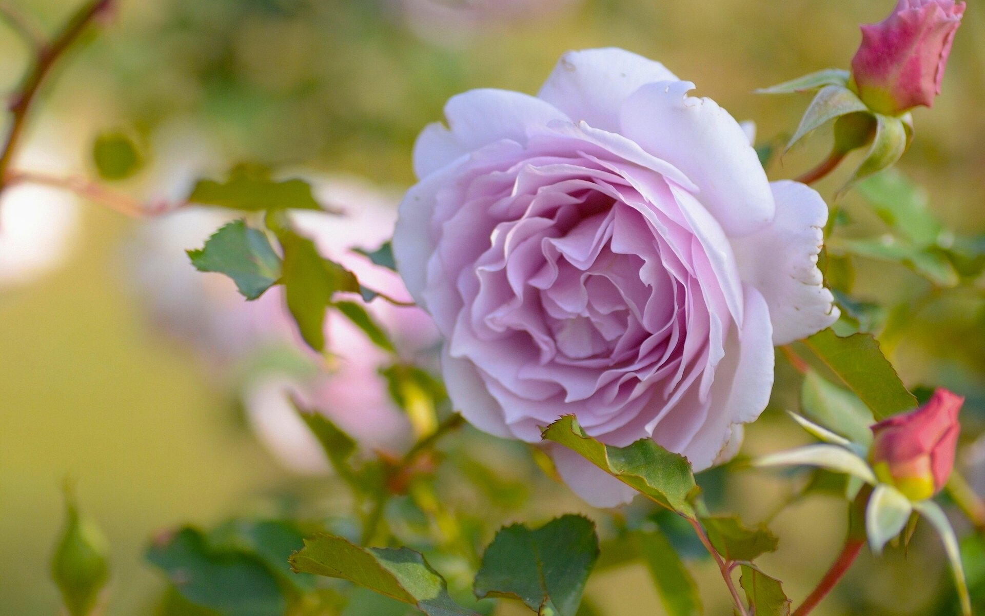 rosa boccioli macro