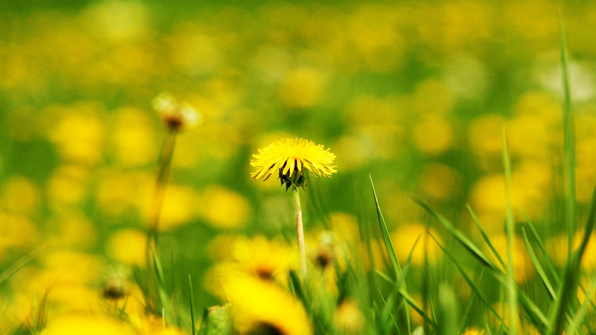 flowers flower flower dandelion yellow blur field bokeh background wallpaper widescreen fullscreen widescreen widescreen