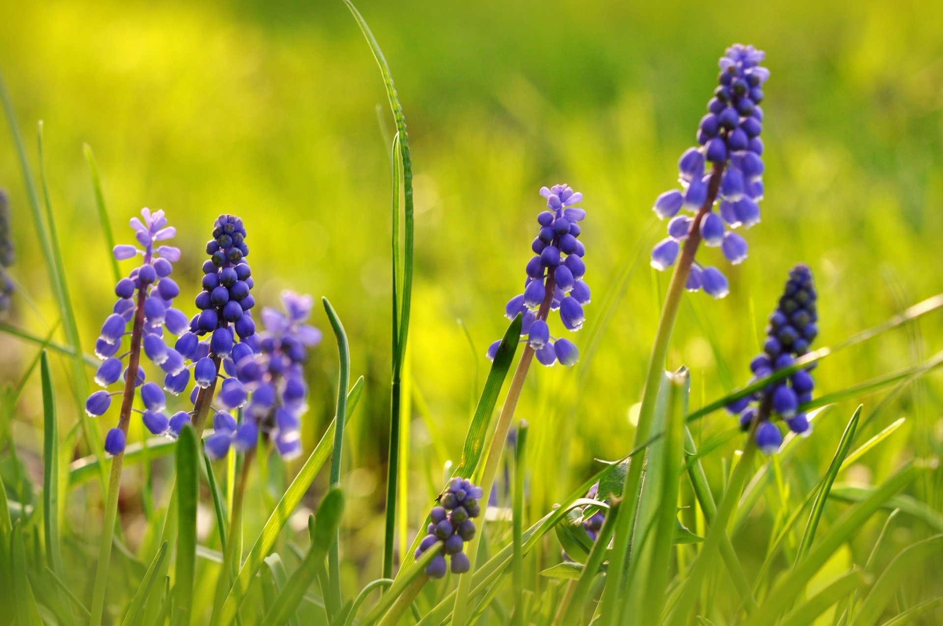 cebolla fangosa jacinto de ratón muscari macro