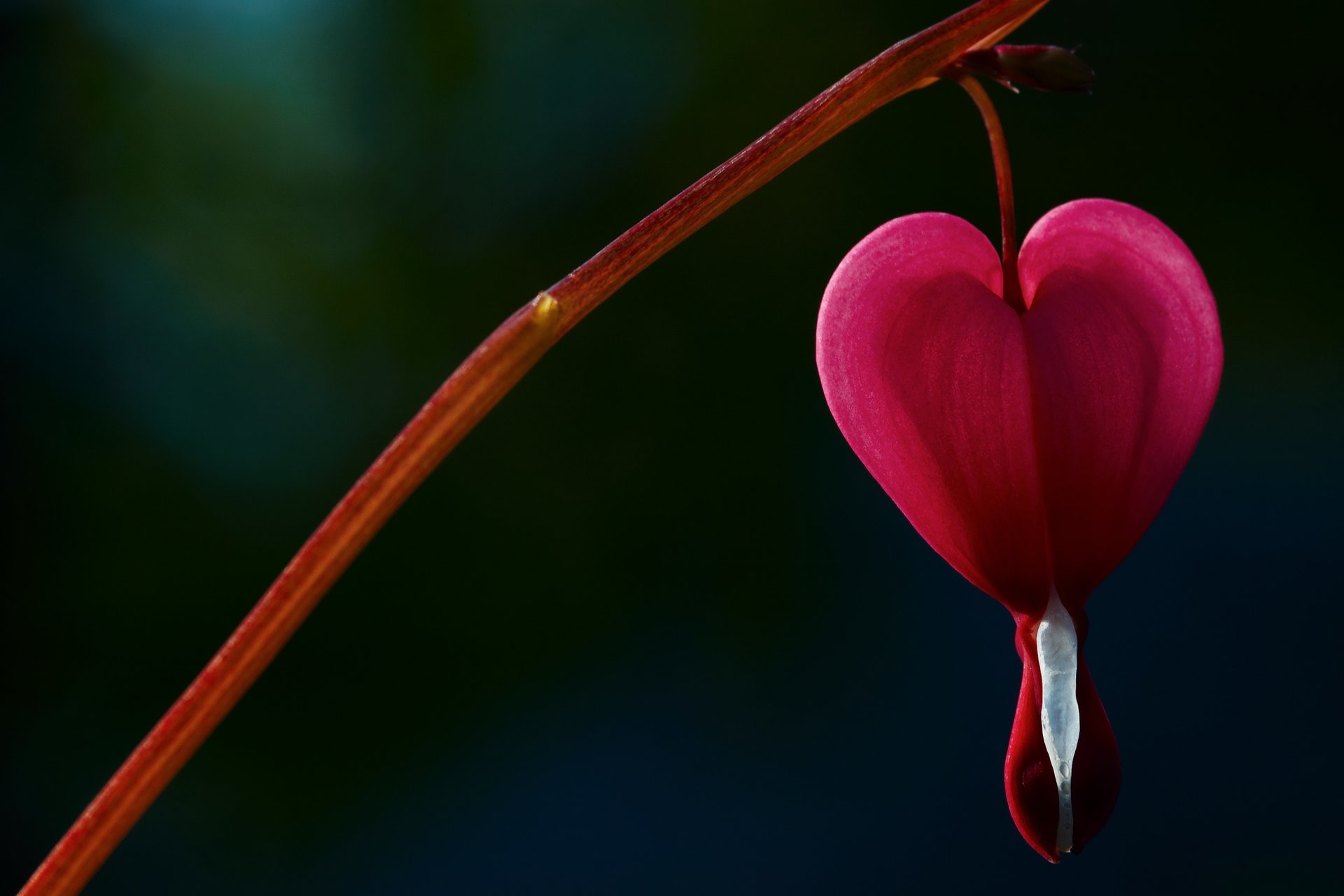 blumen blume blume gebrochenes herz weinendes herz herz rosa baum unschärfe hintergrund tapete widescreen vollbild widescreen