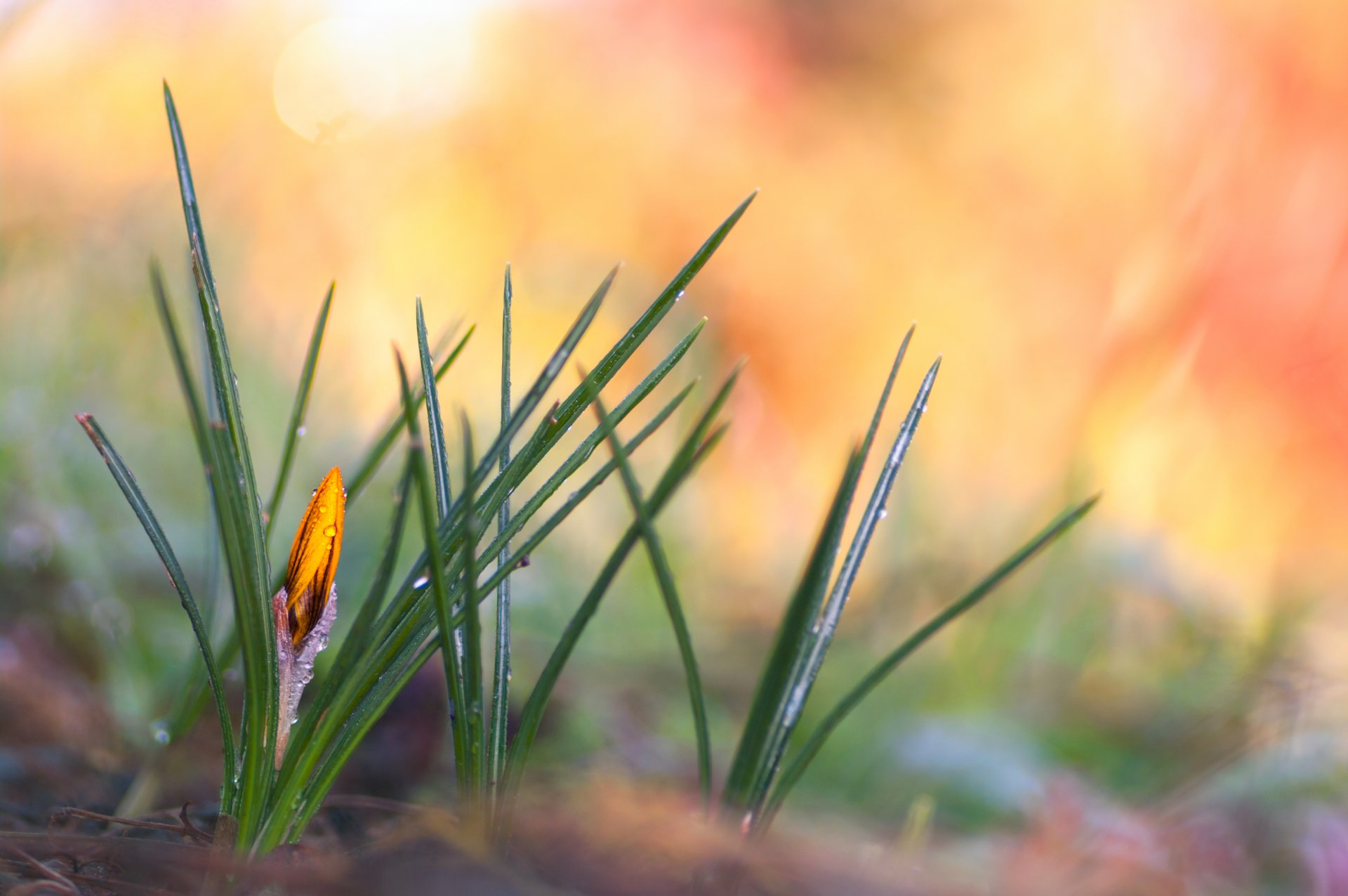 frühling krokus gelb tropfen tau