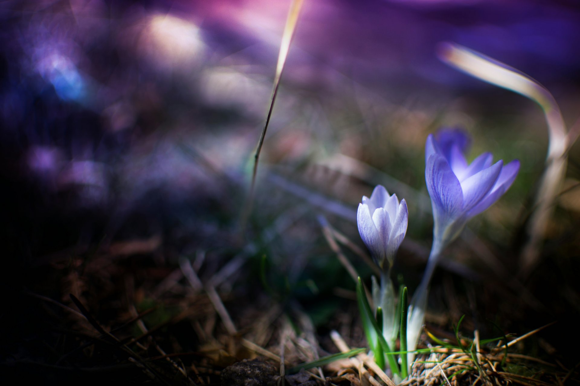 crochi lilla fiori erba primavera natura