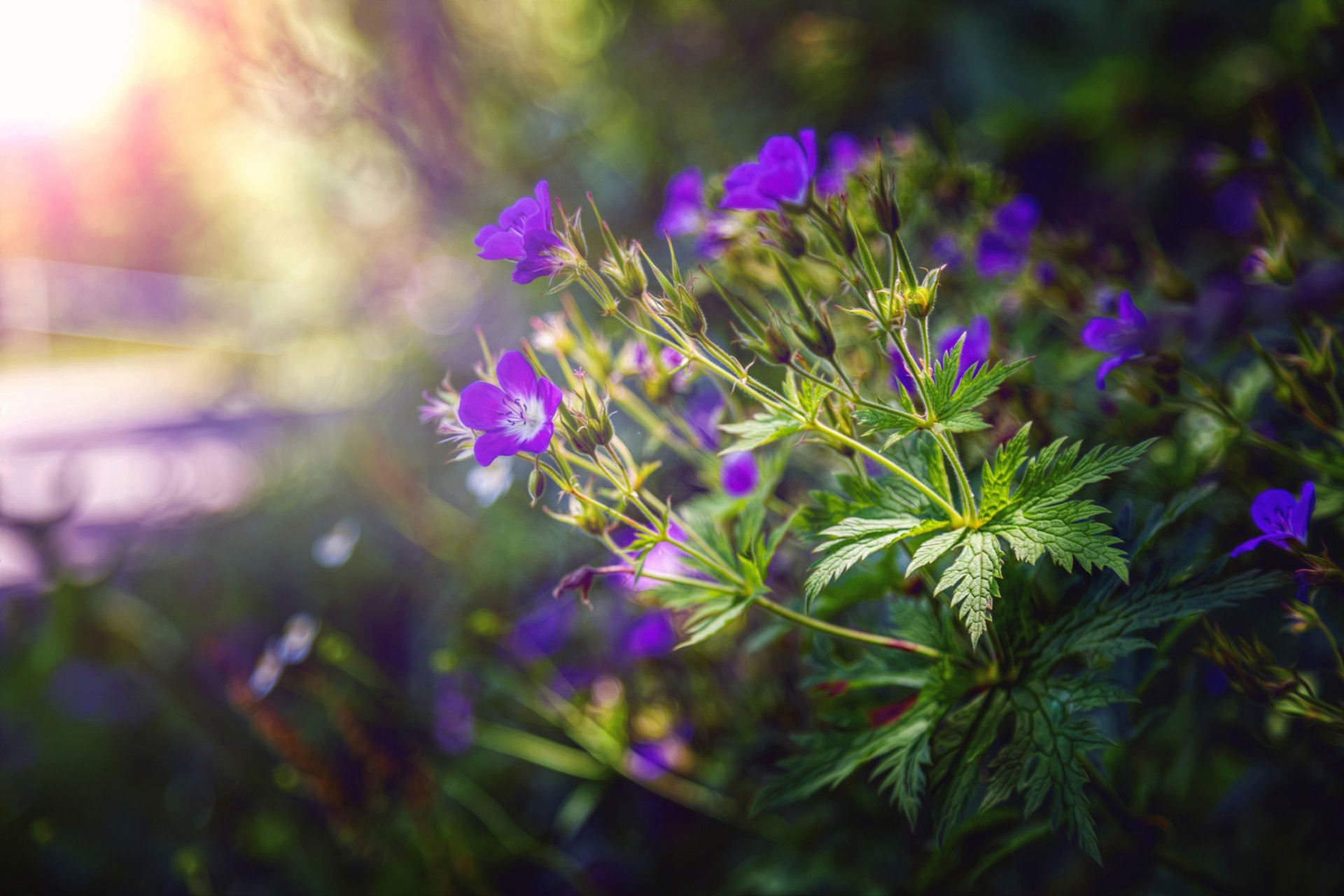 blumen blätter verarbeitung