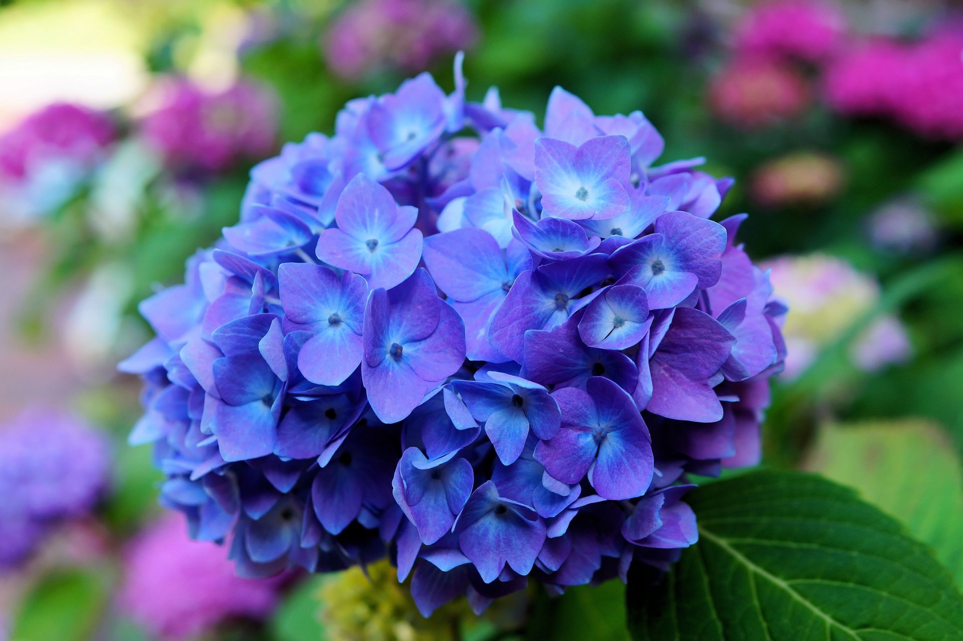 hortensia flor azul inflorescencias pétalos hojas macro