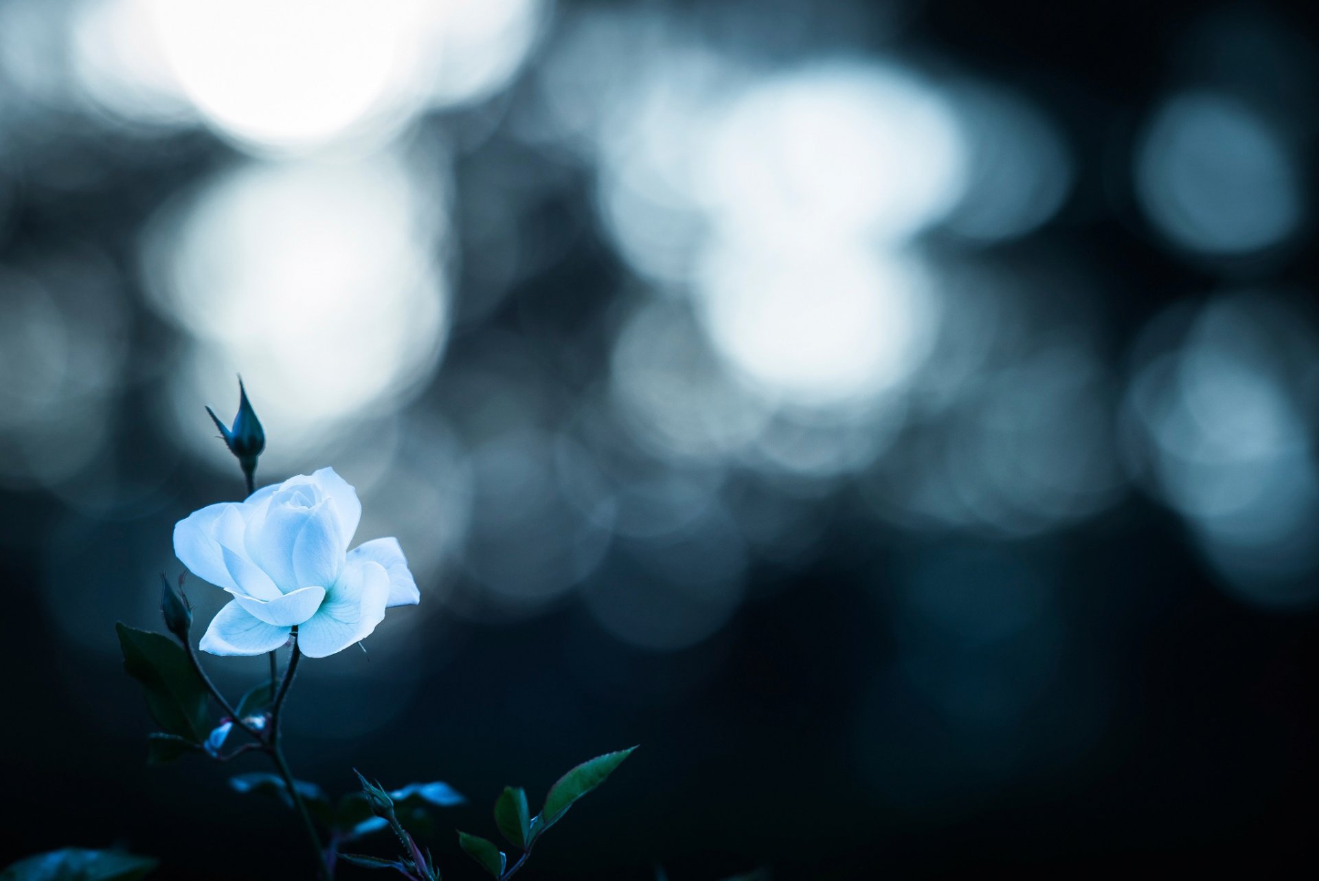 ghiacciato ma bello rosa bokeh